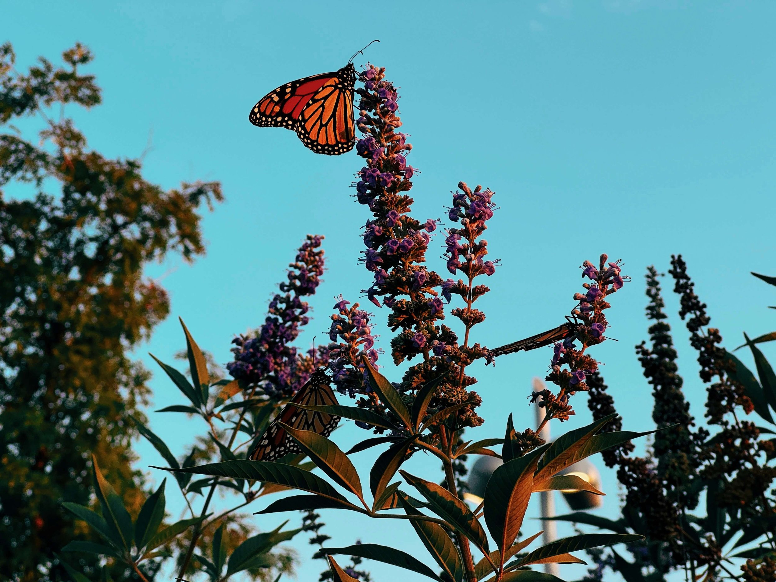 A monarch butterfly perched on purple flowers against a clear blue sky.