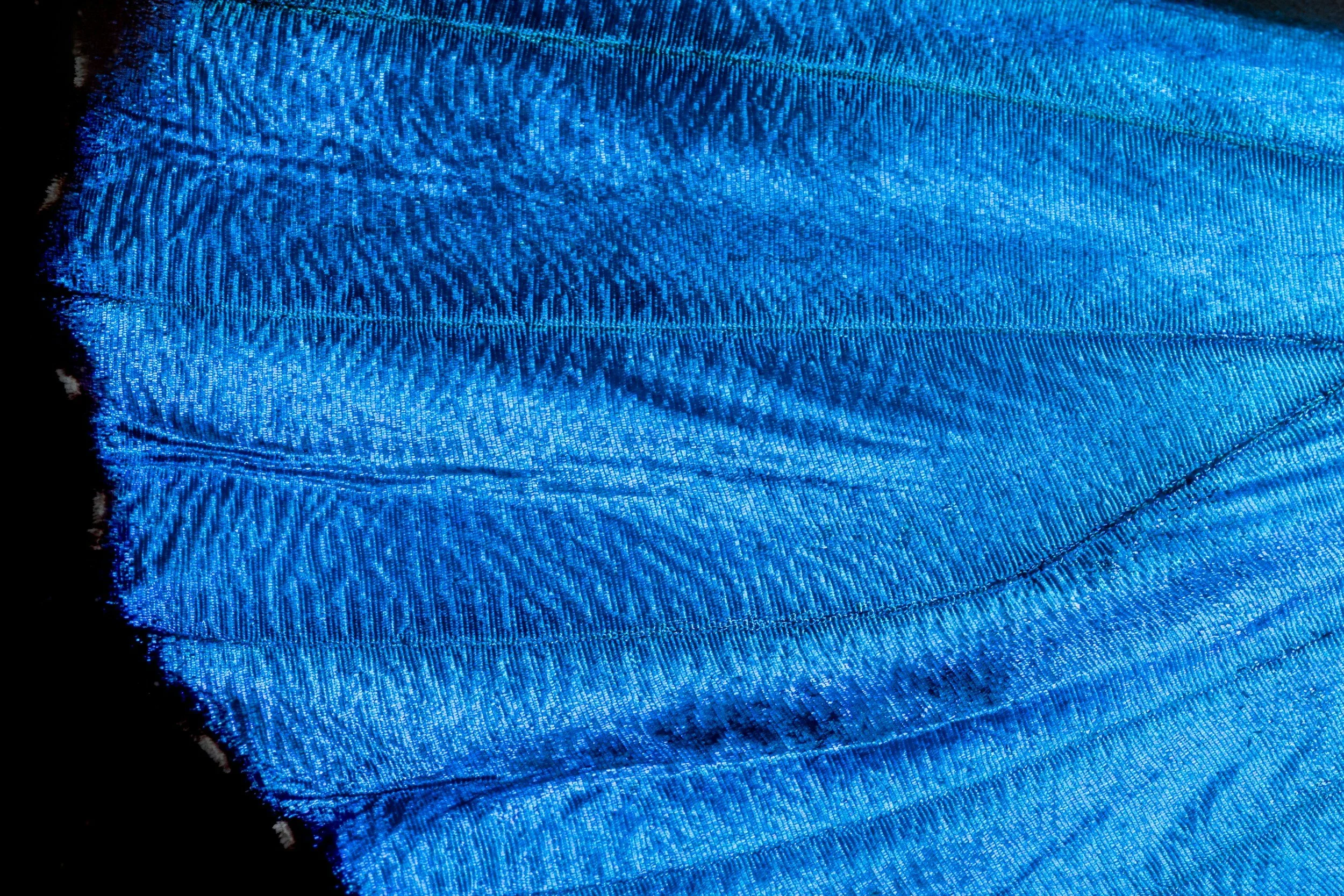 Close-up of a vibrant blue peacock feather with intricate details and fine barbs.