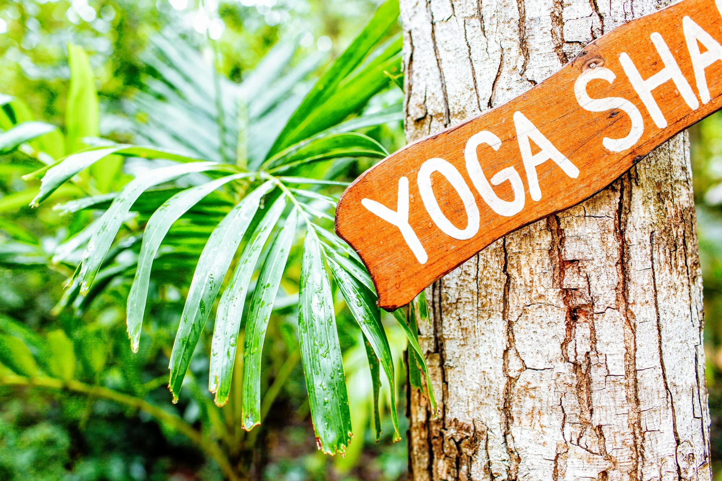 A close-up of a tree trunk with a wooden sign that reads 'DO NOT SHA' attached to it. Surrounding the trunk are green leaves and plants, indicating a natural outdoor setting.