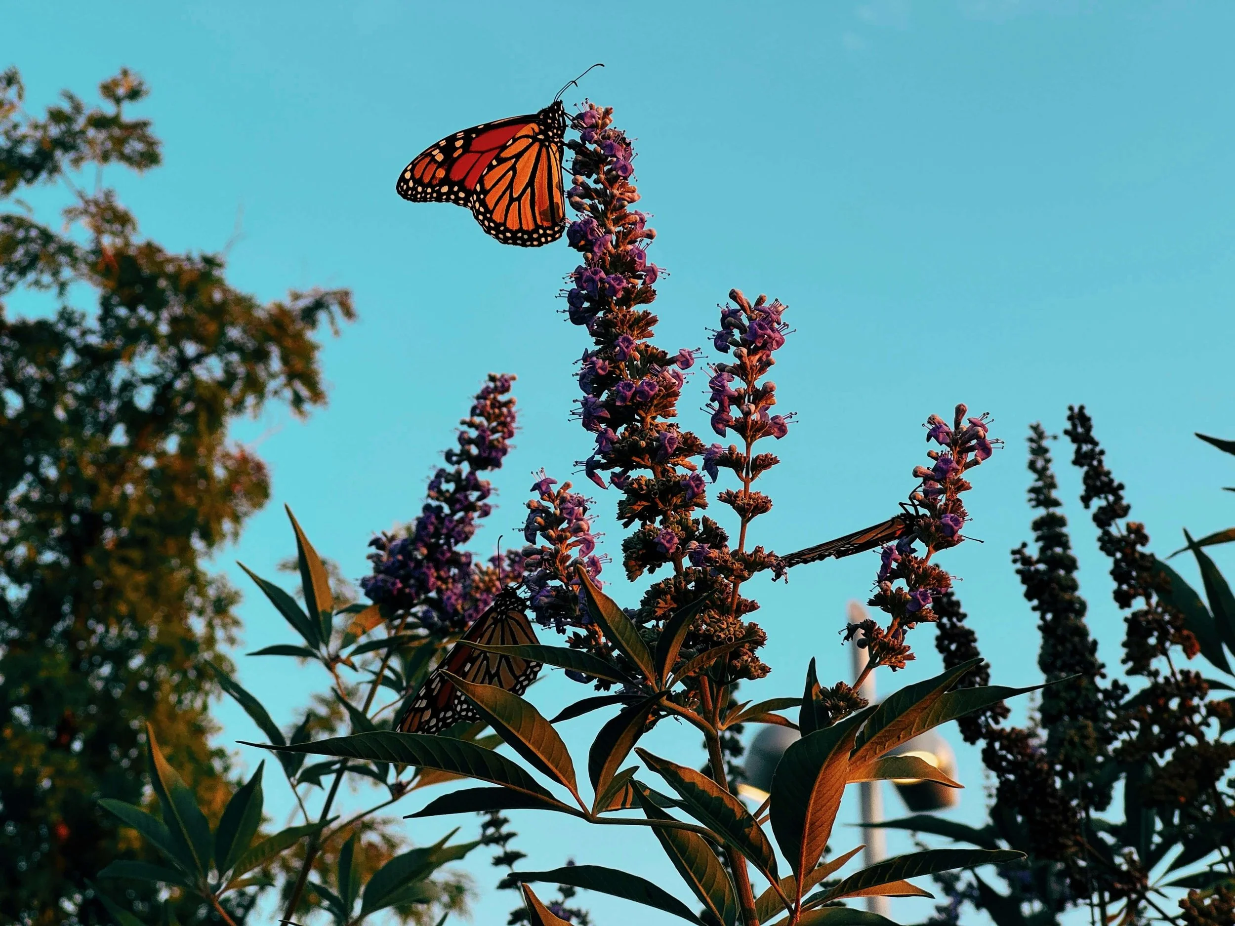 A monarch butterfly perched on a purple flower spike against a clear blue sky.