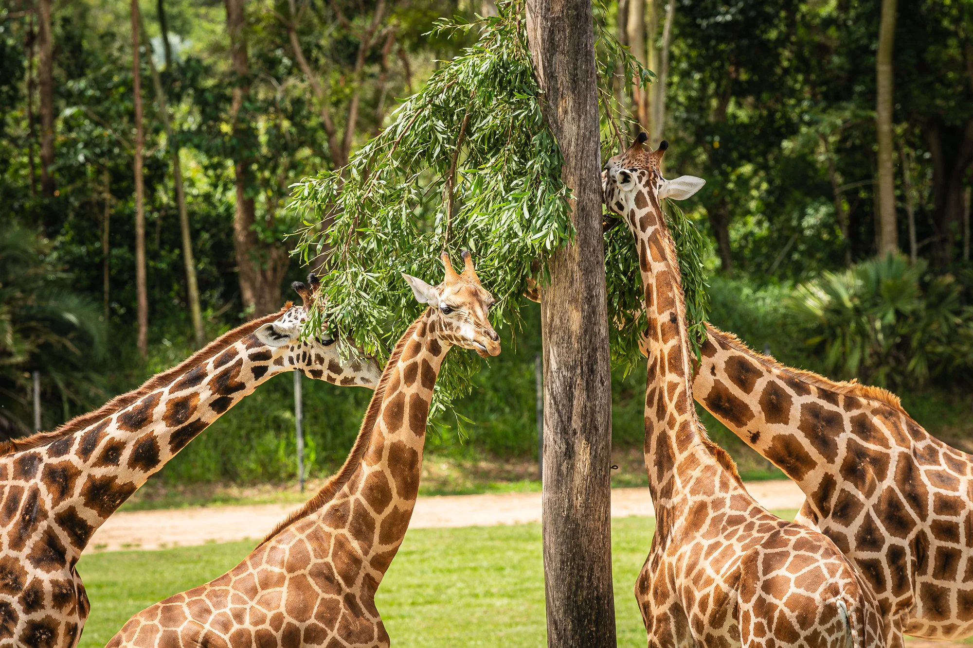 Lunch at the Zoo