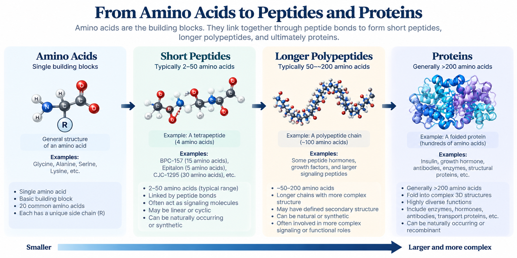 Educational infographic explaining the progression from amino acids to proteins. It shows four stages: amino acids as single building blocks with a general structure and examples like glycine, alanine, serine, lysine; short peptides made of 2-50 amino acids, with an example of a tetrapeptide and details about their characteristics; longer polypeptides with 50 to 200 amino acids, like a peptide chain involved in hormones and signaling; and proteins with over 200 amino acids, like insulin and enzymes, illustrated with a folded protein structure and notes on their functions and diversity.