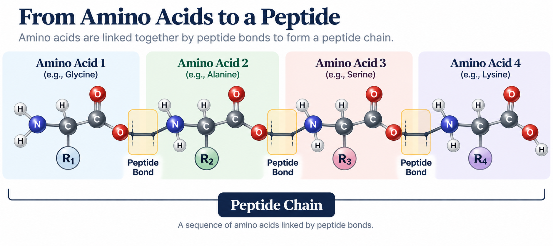 Diagram illustrating how amino acids link together by peptide bonds to form a peptide chain. It shows four amino acids, each labeled with examples like glycine, alanine, serine, and lysine, connected in sequence. The peptide bonds are highlighted, and the amino acids have side groups labeled R1 to R4.