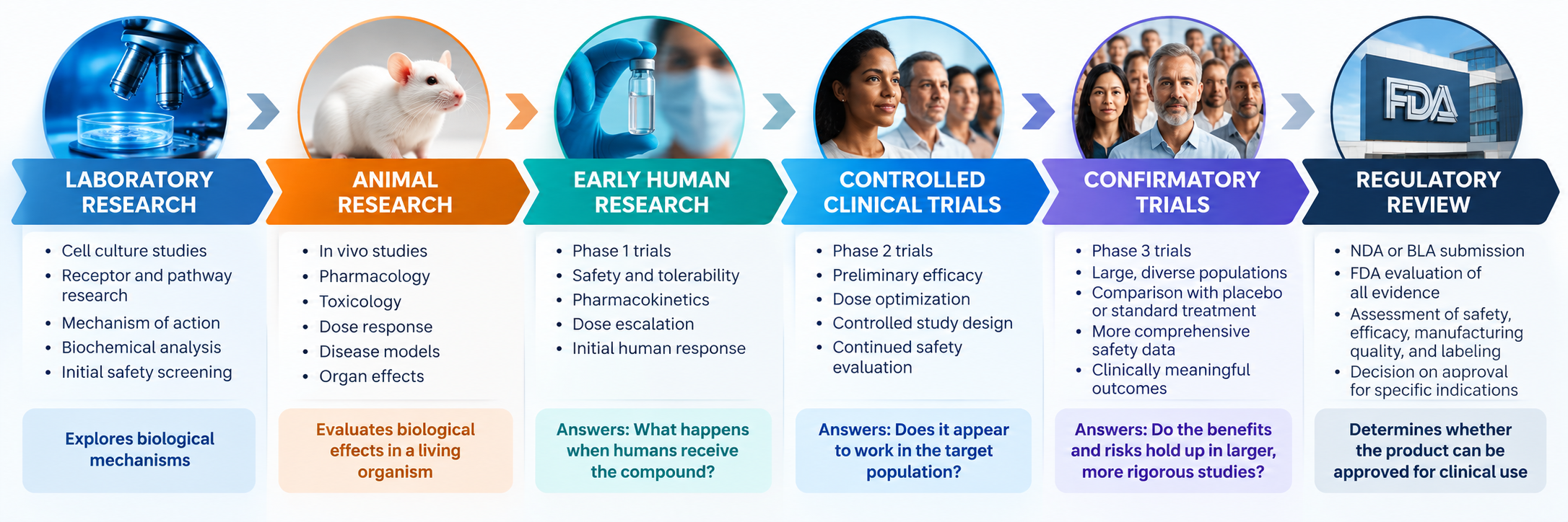 A flowchart illustrating the stages of vaccine development, from laboratory research to regulatory review, including animal research, early human trials, controlled clinical trials, confirmatory trials, and regulatory approval.
