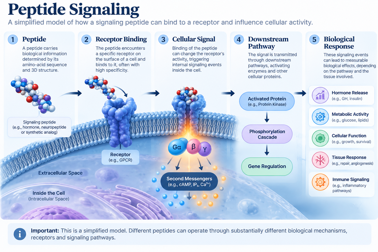 Diagram illustrating peptide signaling process showing five steps: peptide, receptor binding, cellular signal, downstream pathway, and biological response. Visual elements include molecular structures of peptides, cell membrane, receptor interaction, internal cellular signaling, activation of proteins, and gene regulation, with color-coded sections describing hormone release, metabolic activity, cellular function, tissue response, and immune signaling.