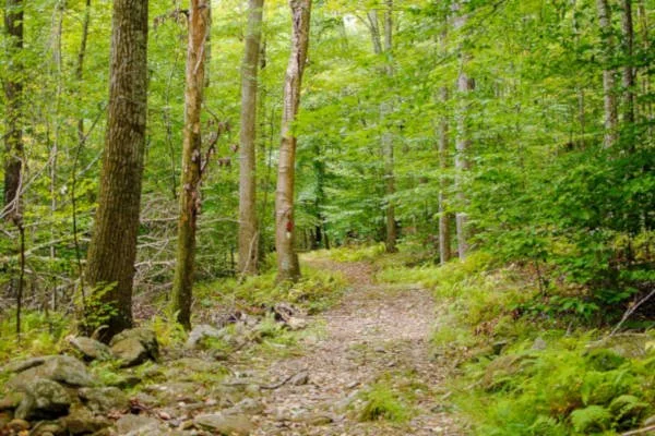 Weston’s Conservation – Legacy and Future