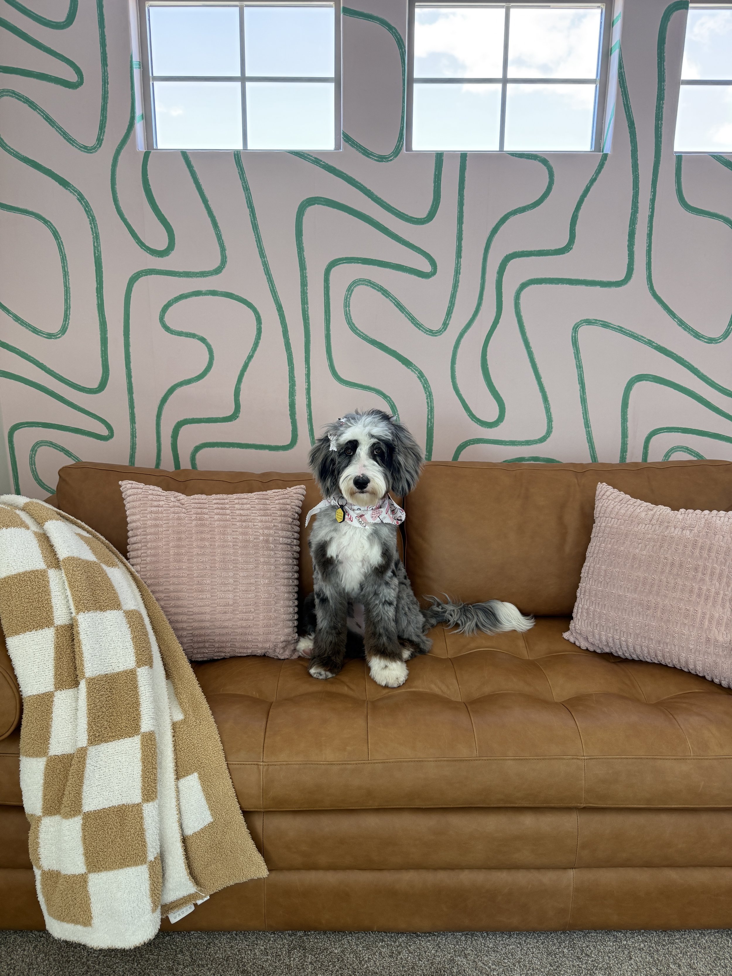 A small dog with grey, black, and white fur sitting on a brown leather sofa, surrounded by pink and beige throw pillows, in front of a white wall with green abstract pattern, a throw blanket on the left, and a window with four panes and a view of blue sky and clouds.