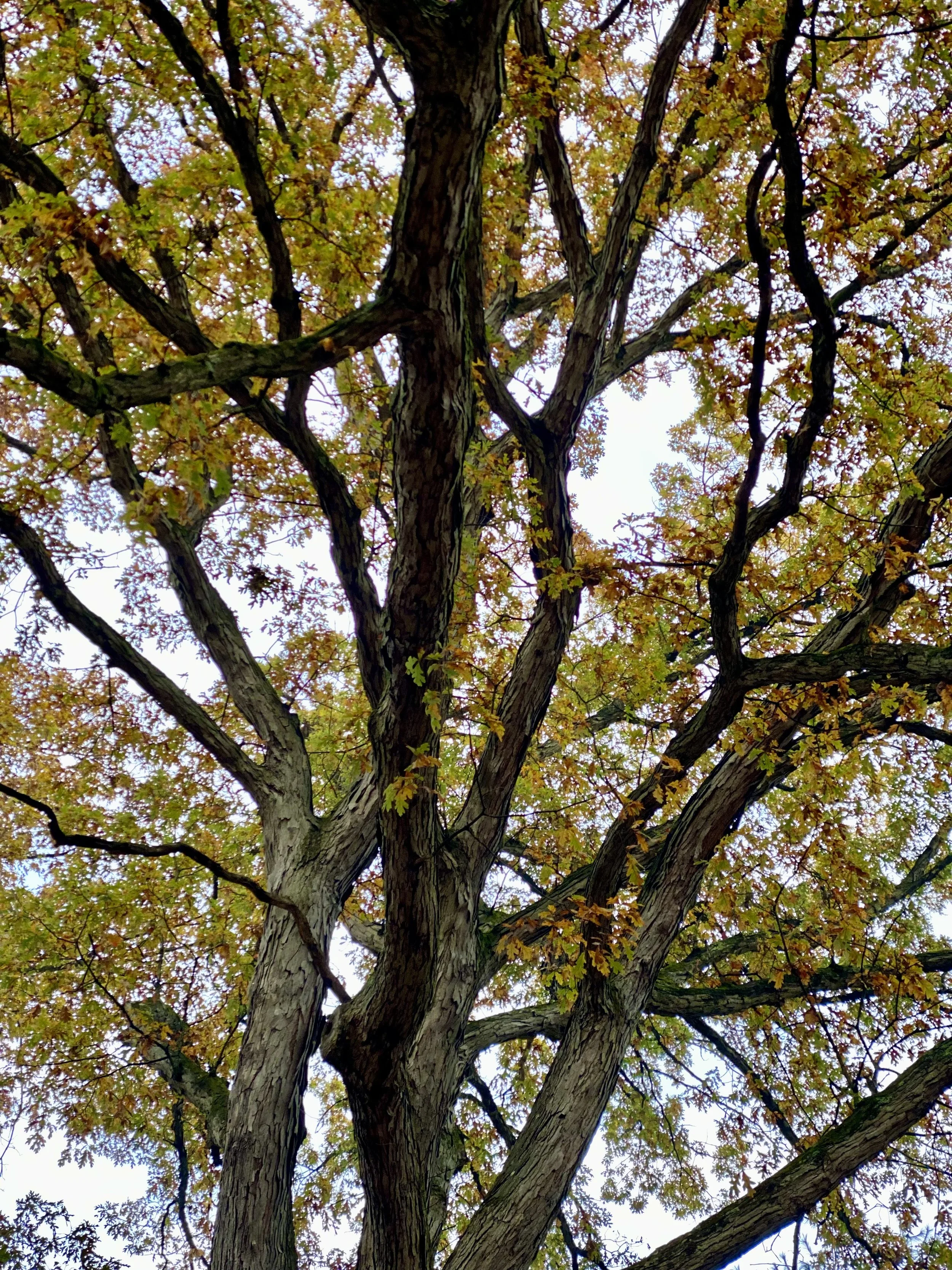 Looking up at a tall tree with a thick and textured trunk and numerous branches, some of which are covered with small green and yellow leaves, indicating a seasonal transition, possibly autumn.