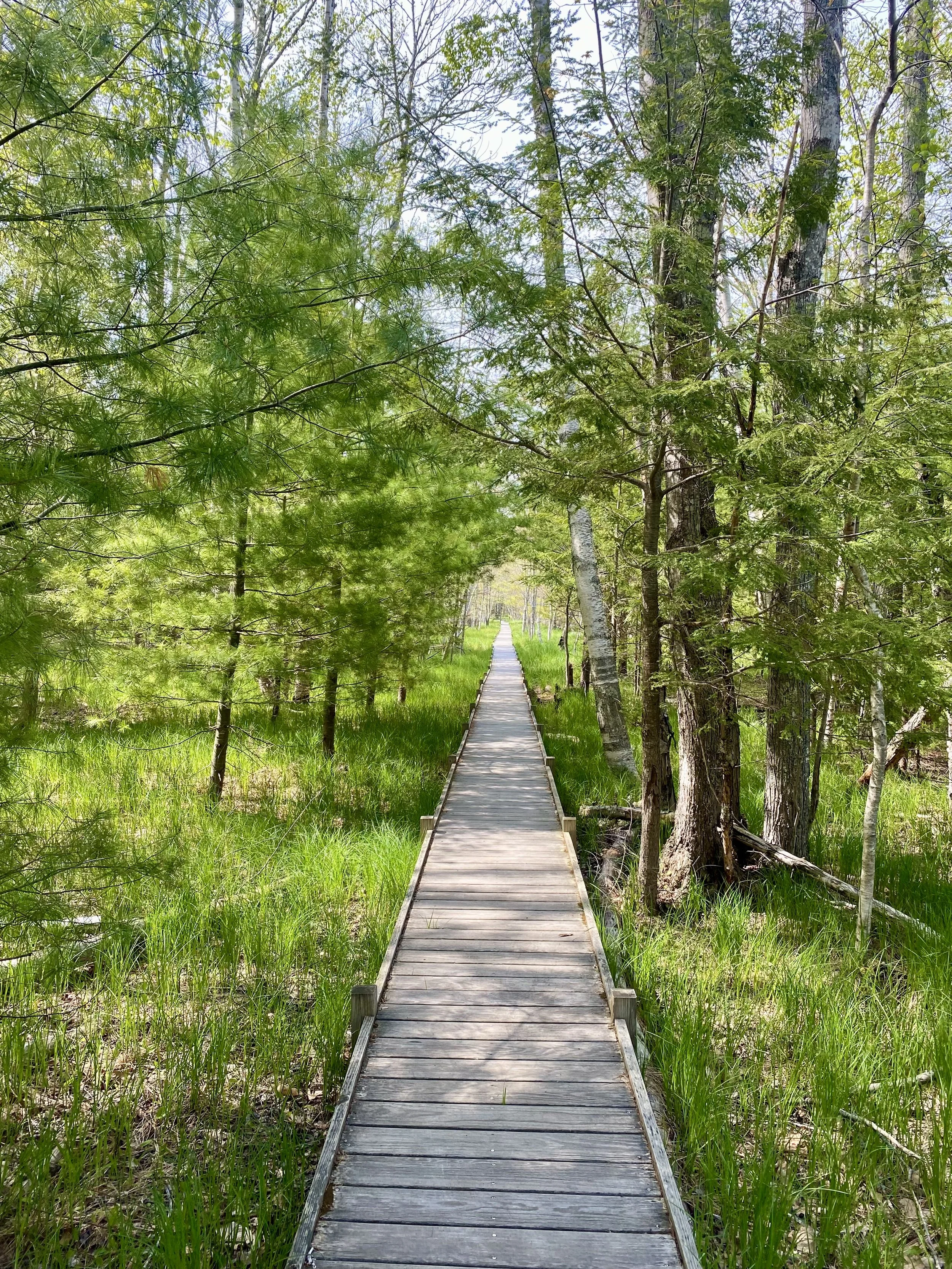 Wooden boardwalk trail leading through a lush green forest with tall trees and bright sunlight. Acadia National Park.
