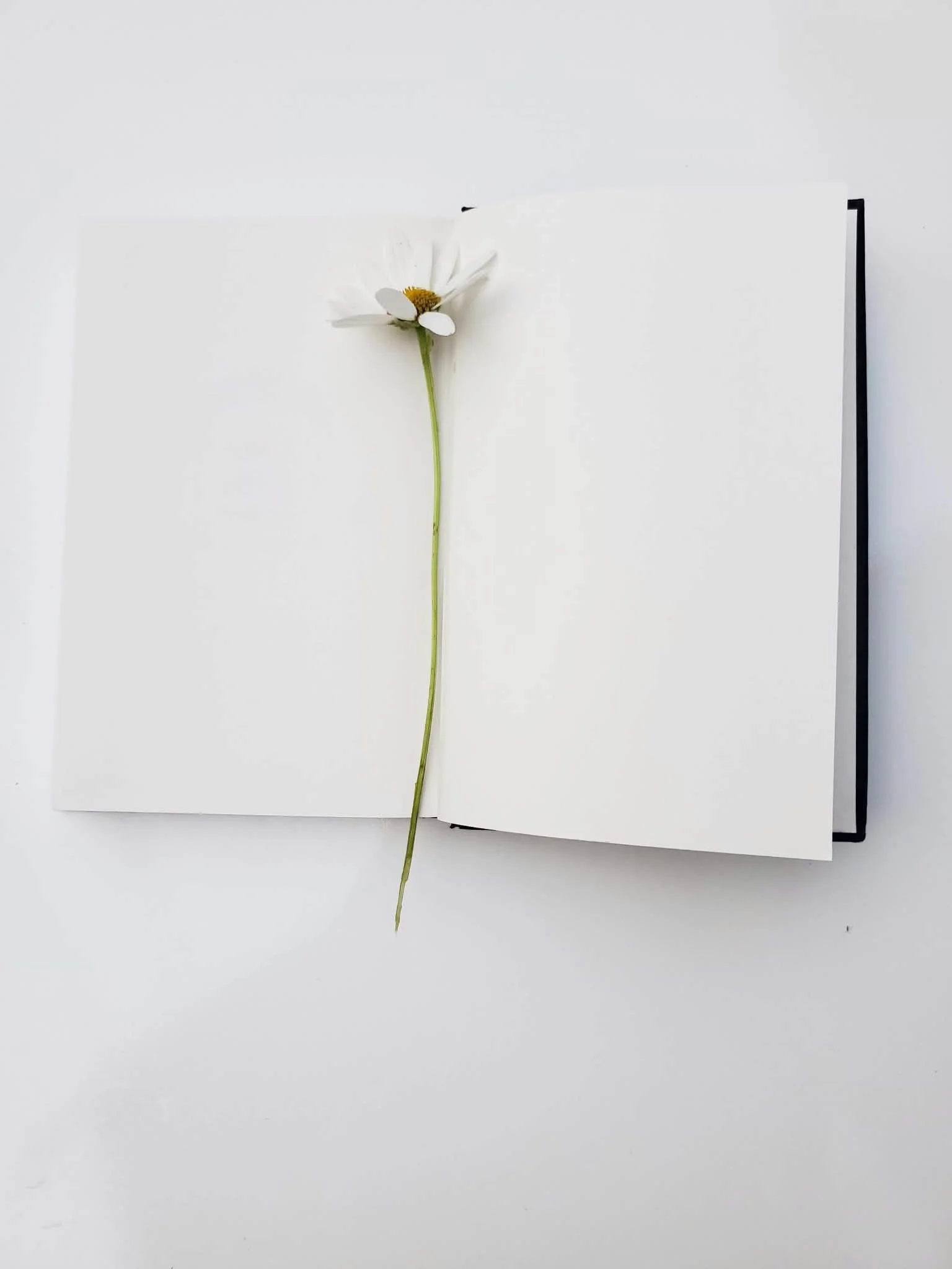 A white notebook or journal open on a white surface with a single daisy flower and green stem laying across the pages and extending beyond the bottom edge.