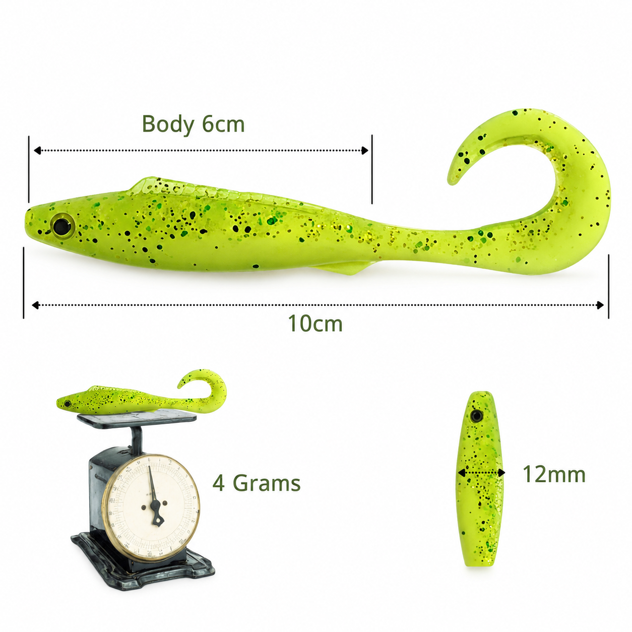 Curly Tailed Minnow_1_Margarita_1.png