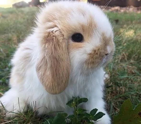 A fluffy white and tan baby bunny with droopy ears sitting on grass outdoors.