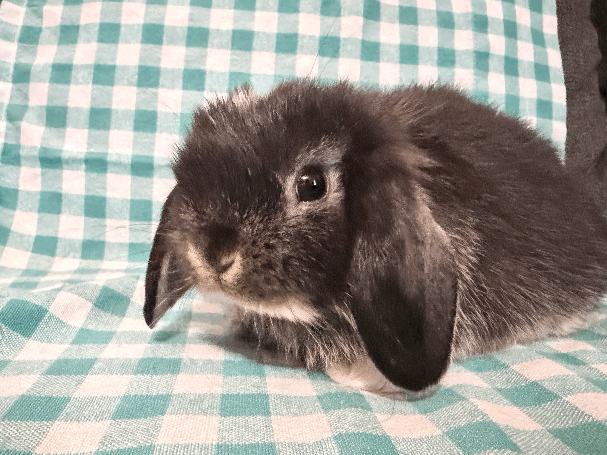 tempImageHe6ALW.gif