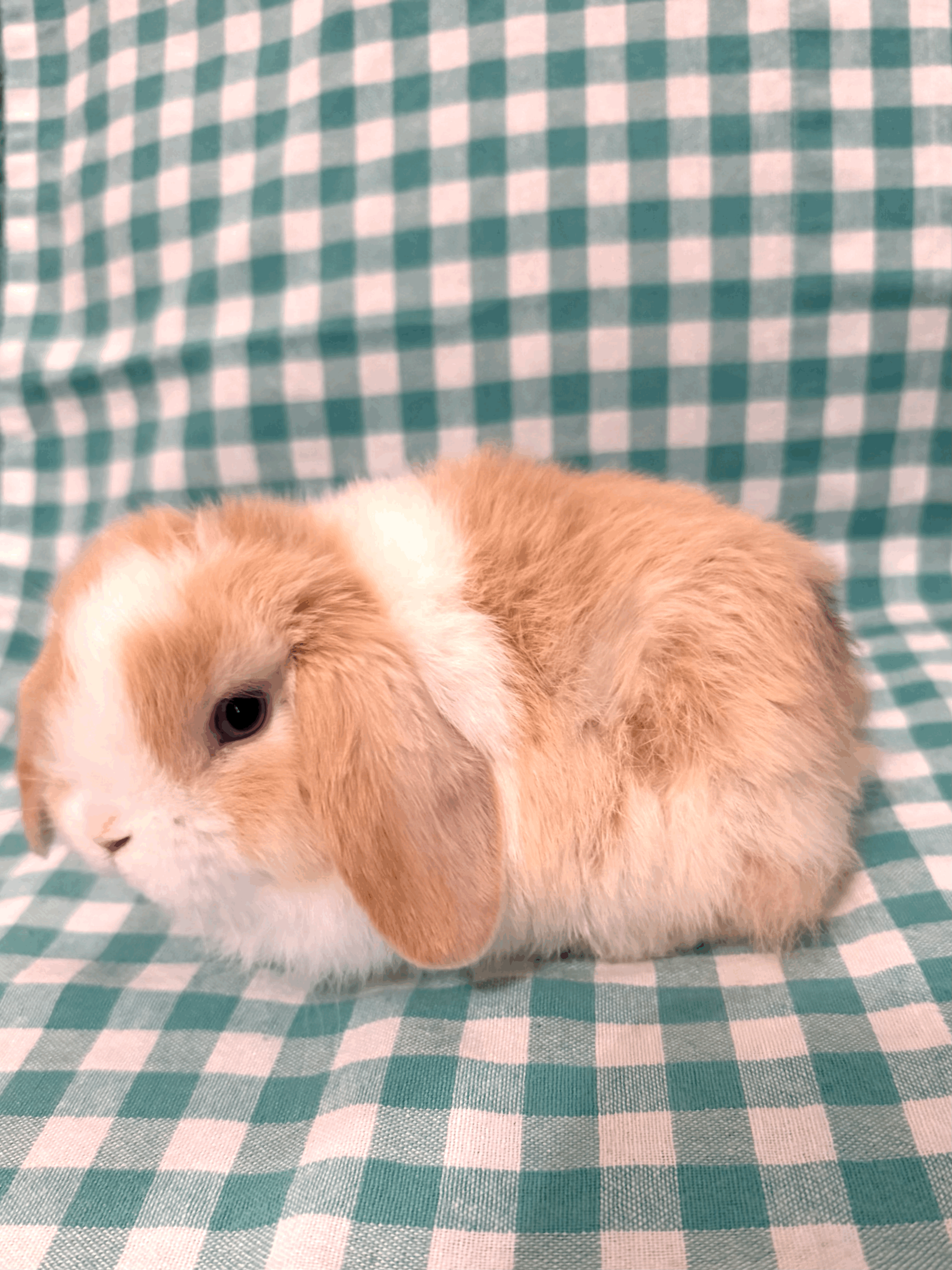 tempImagefbOHoi.gif