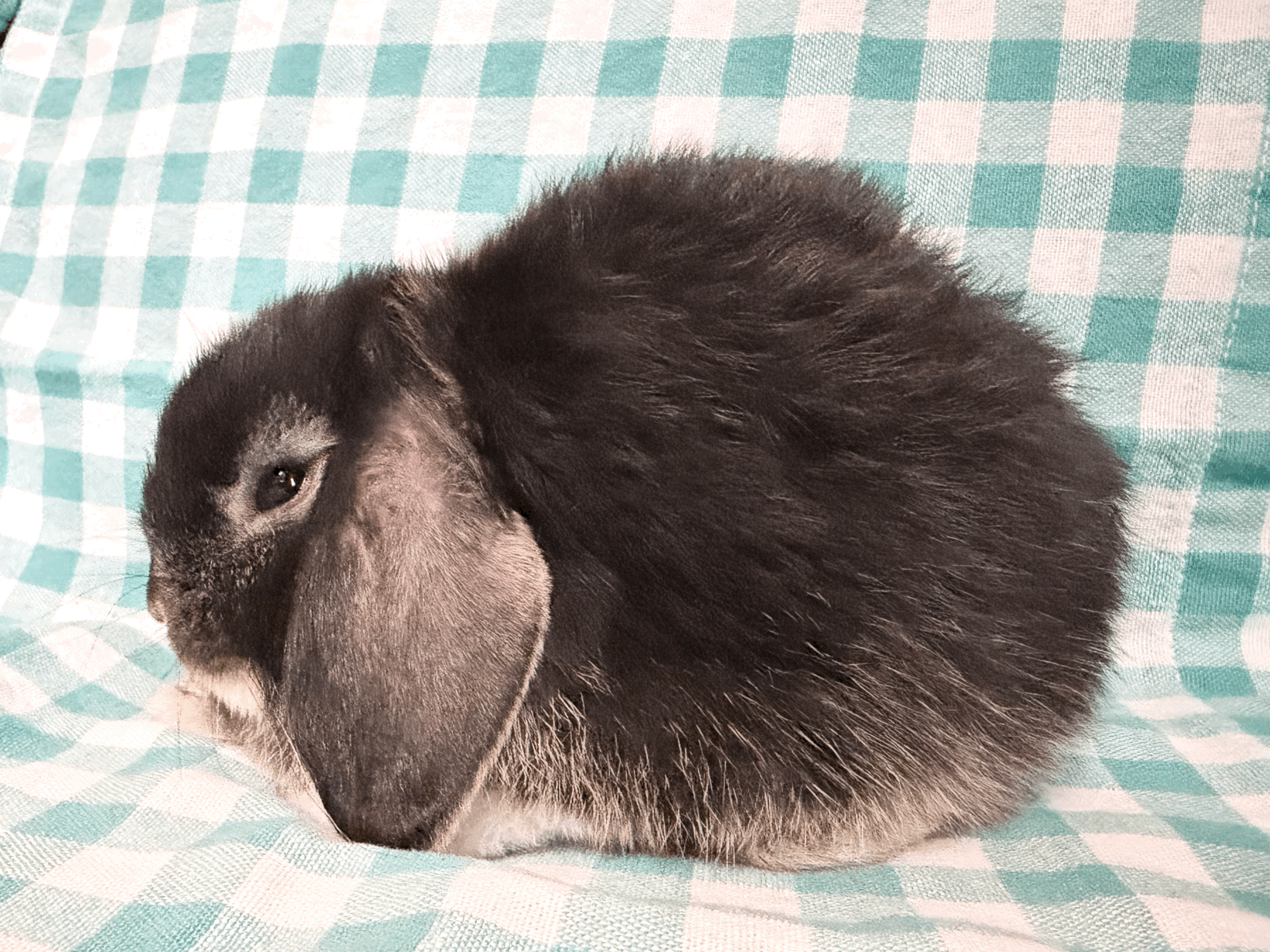 tempImageSLQOfL.gif