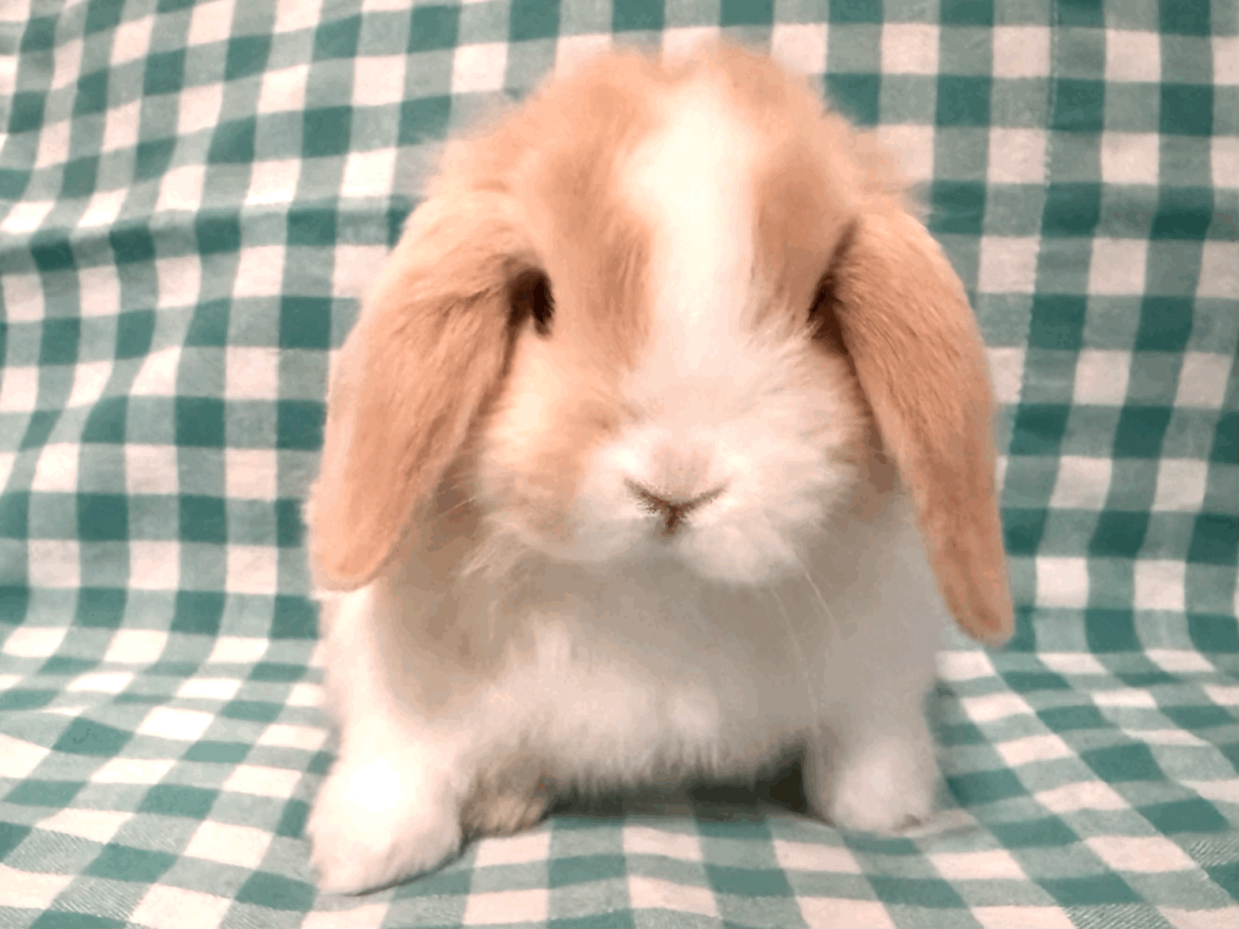 (VM Harli) Orange and White Doe