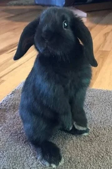 Black rabbit sitting on a carpet, with a wooden floor and furniture in the background.