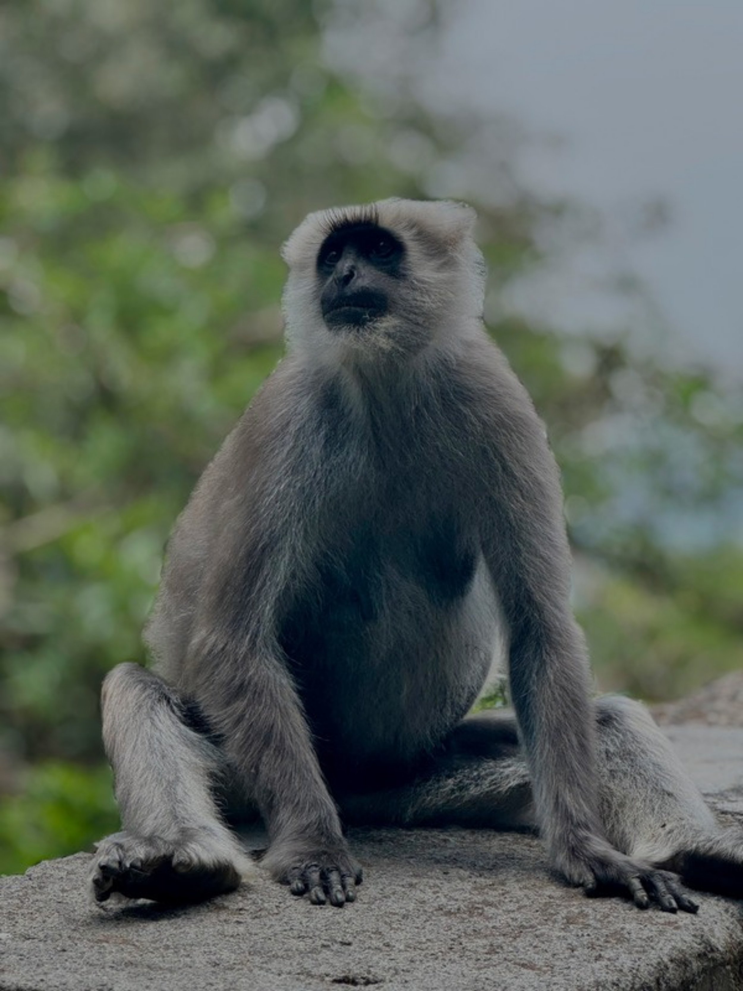 Apocolypse Monkey.pdf.jpg