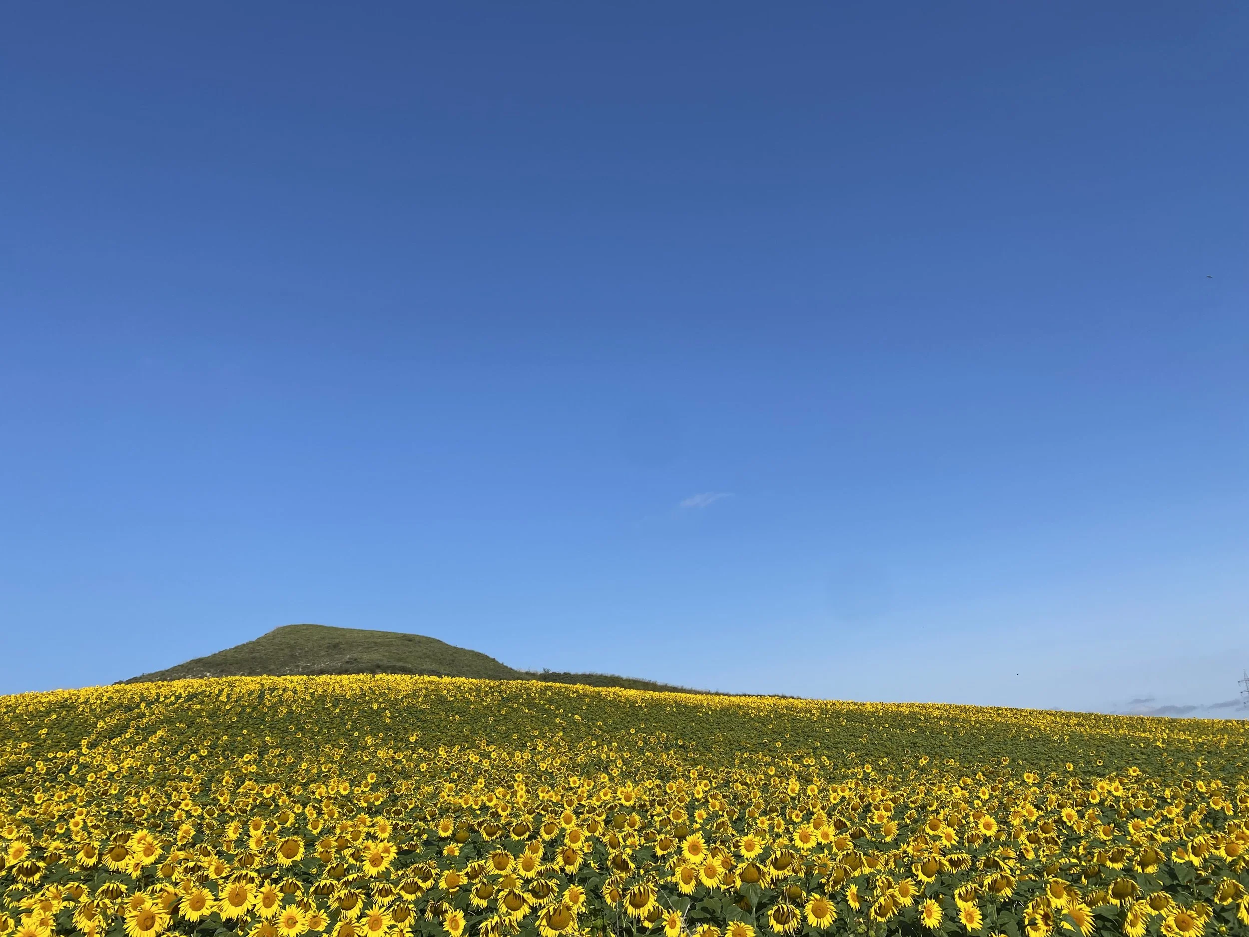 Sunflower.jpg