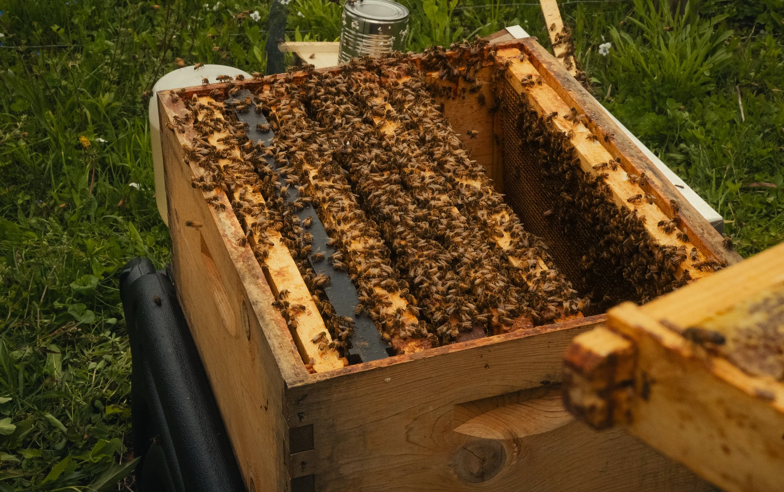 Honey & Hive-24.jpg