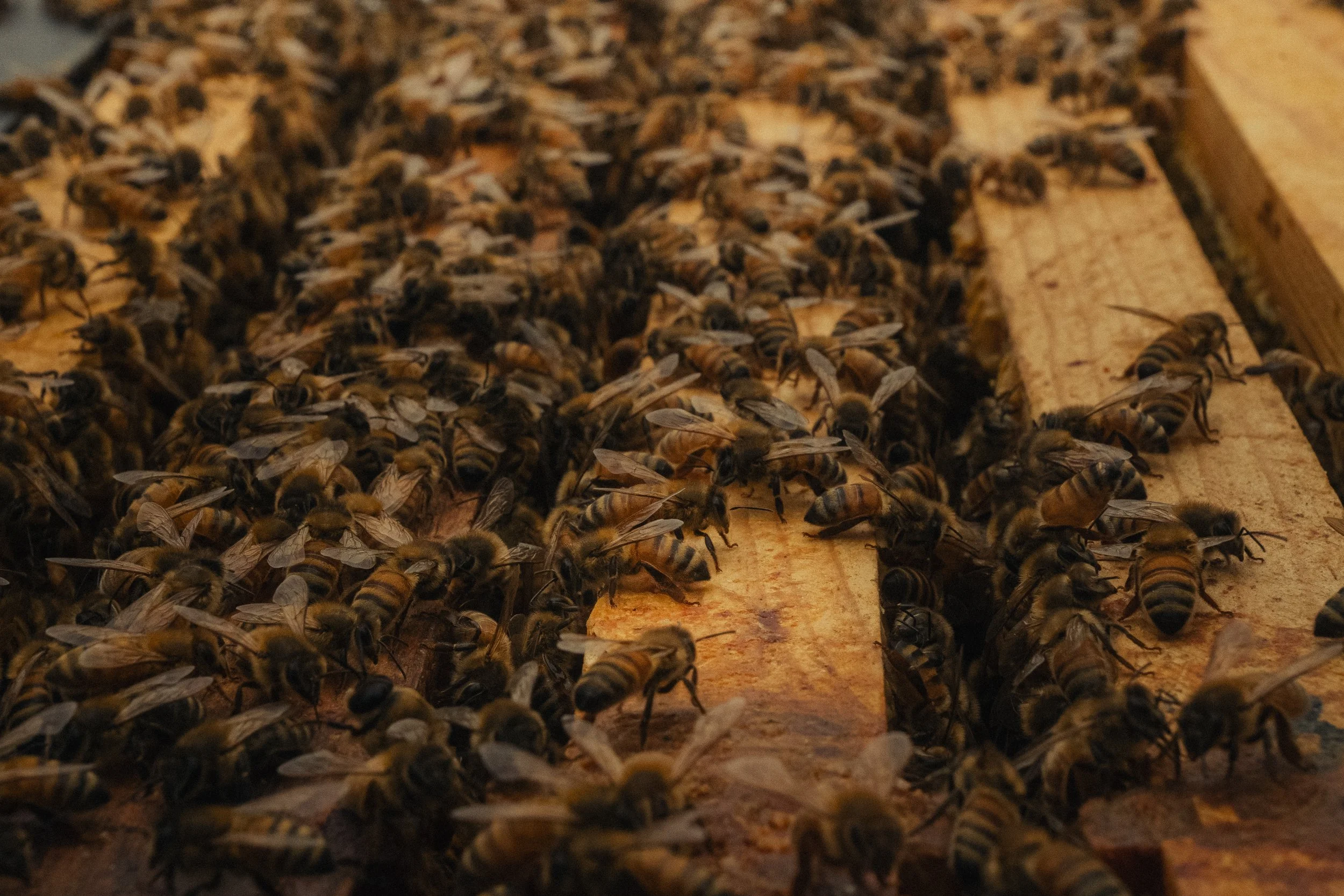 Honey & Hive-31.jpg