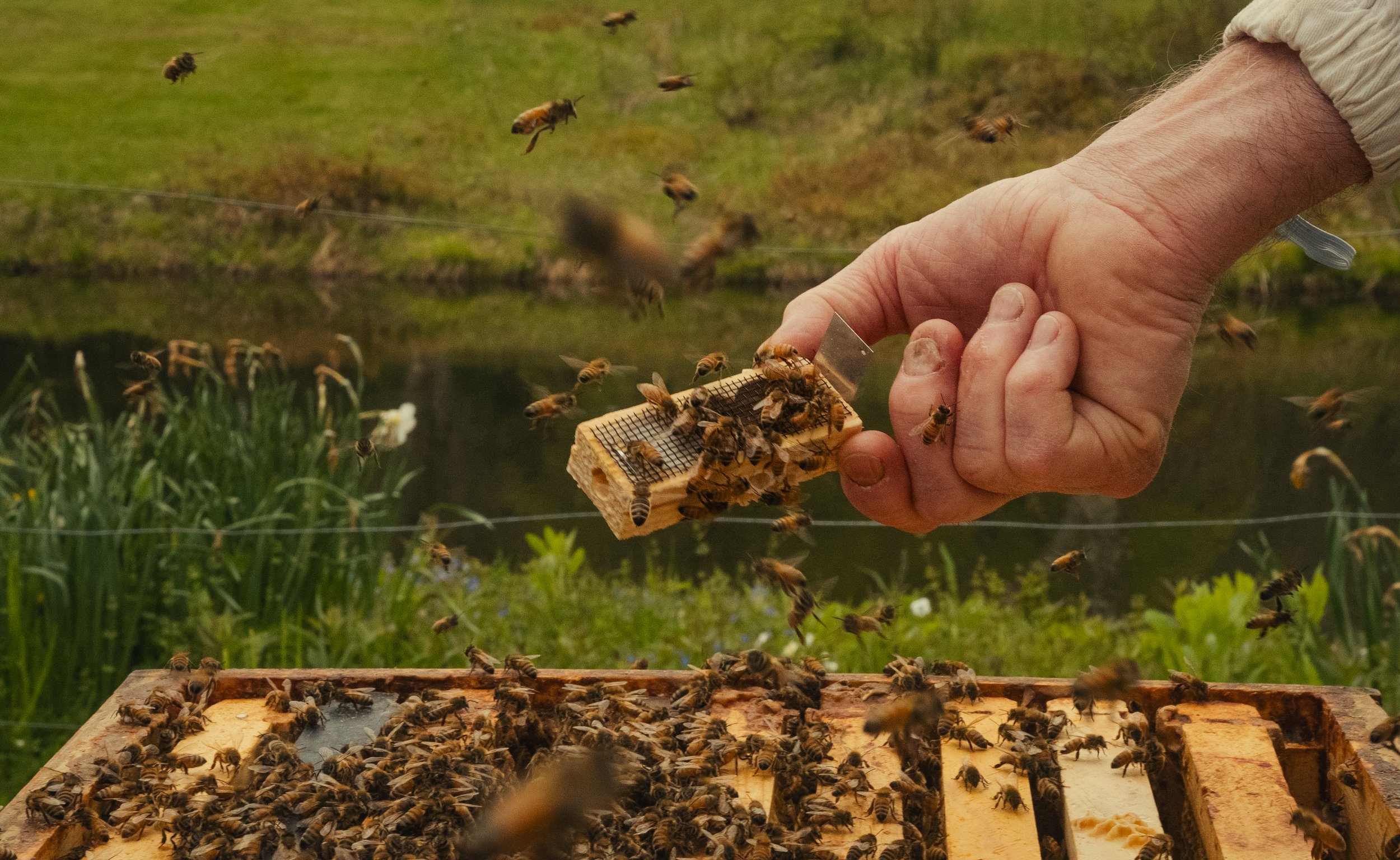 Honey & Hive-39.jpg