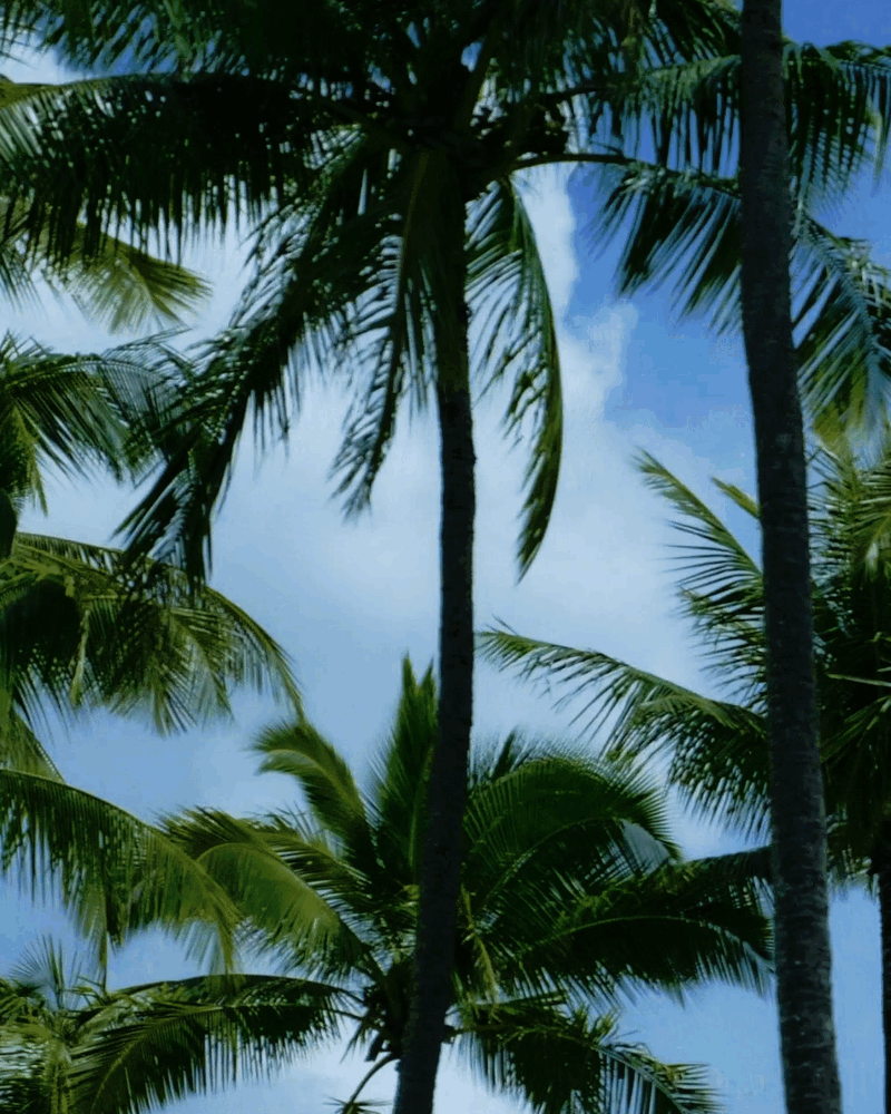 Tropical scene with tall palm trees and a partly cloudy sky.