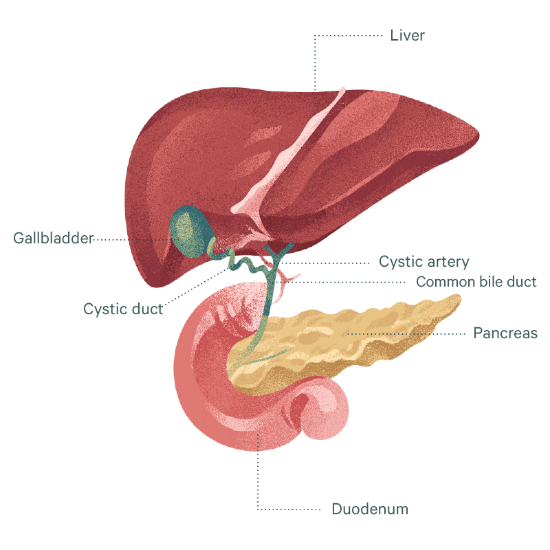 Gall Bladder Surgery