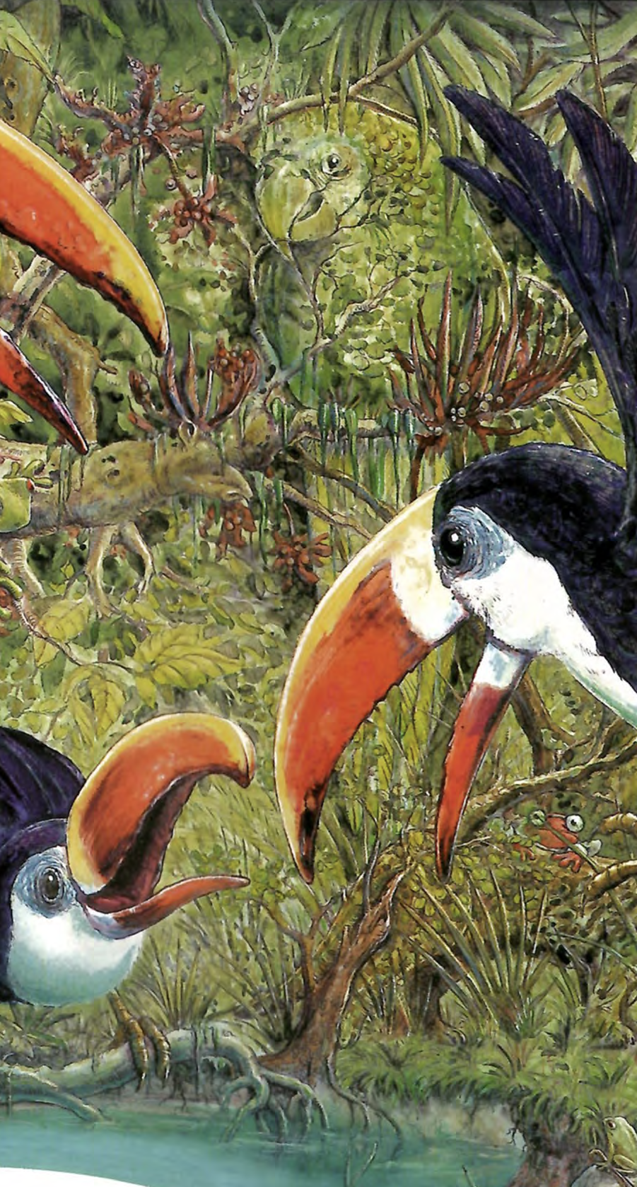 Illustration of a lush jungle scene featuring two toucans with large orange beaks in the foreground, a green parrot peering from the foliage in the middle ground, and various tropical plants and foliage in the background.