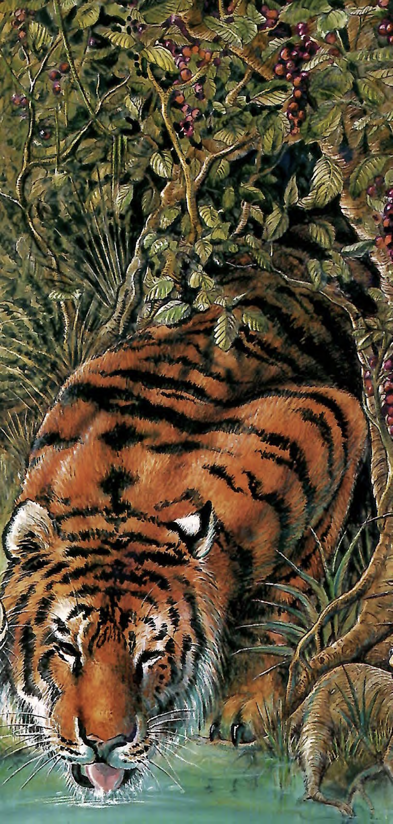 A tiger walking through a lush jungle with green foliage, vines, and purple berries.