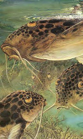 Close-up of a fish with brown and black spots, surrounded by smaller fish with similar markings near the water's surface.