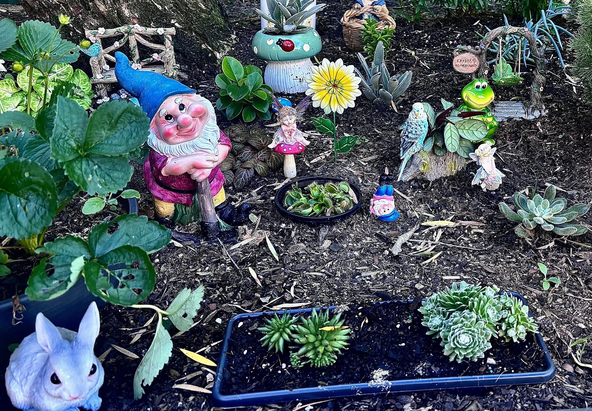 Children's fairy garden with a gnome, flowers and succulents