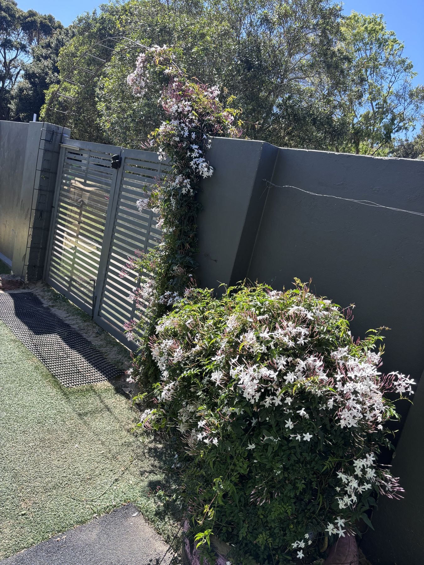 Centre entrance gate with flowering jasmine