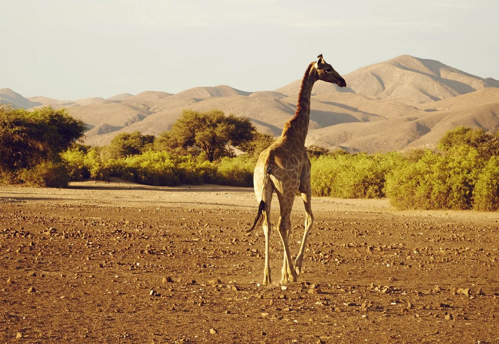 Namibia HIMBA_16.jpg