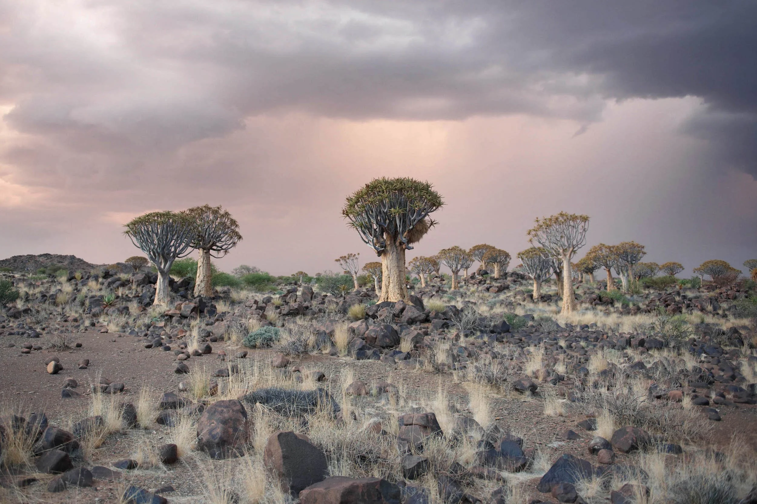 Namibia_road-01.jpg