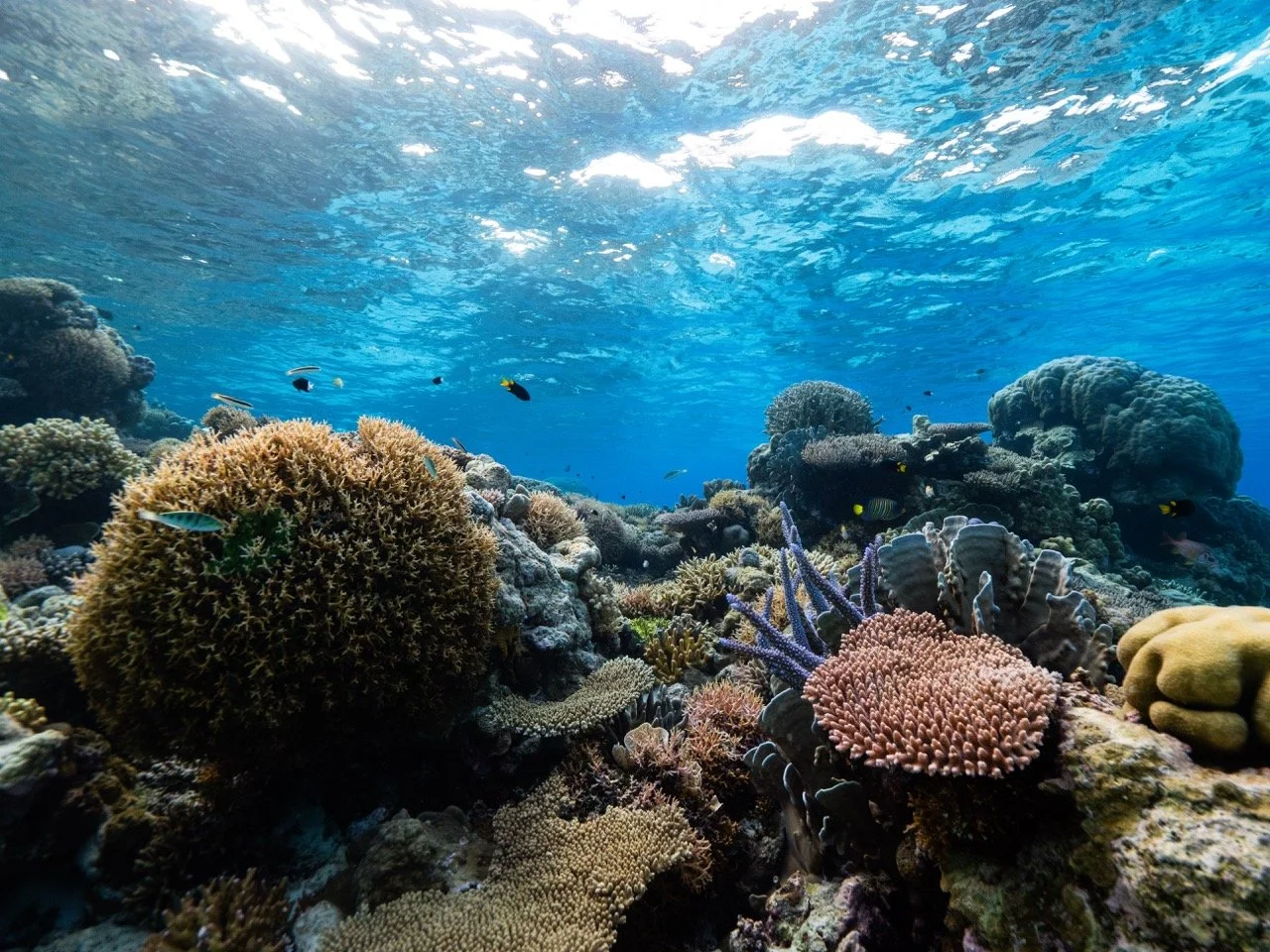 Underwater view of a vibrant coral reef with various corals and small fish swimming around.