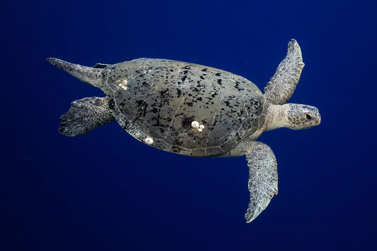 A sea turtle swimming in deep blue water.