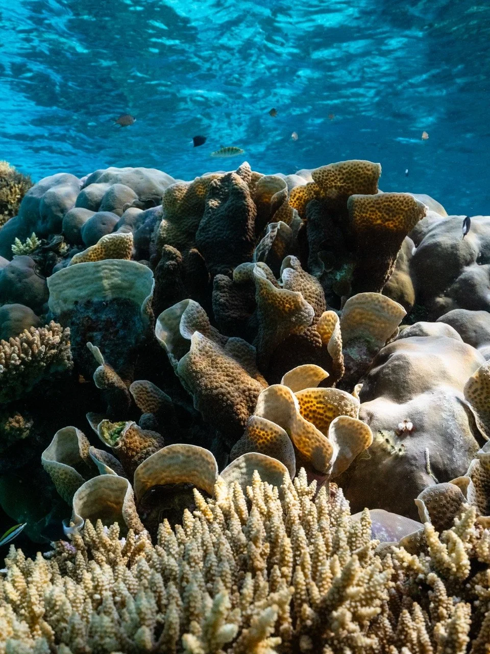 Underwater scene featuring coral reefs and small fish swimming in the background.