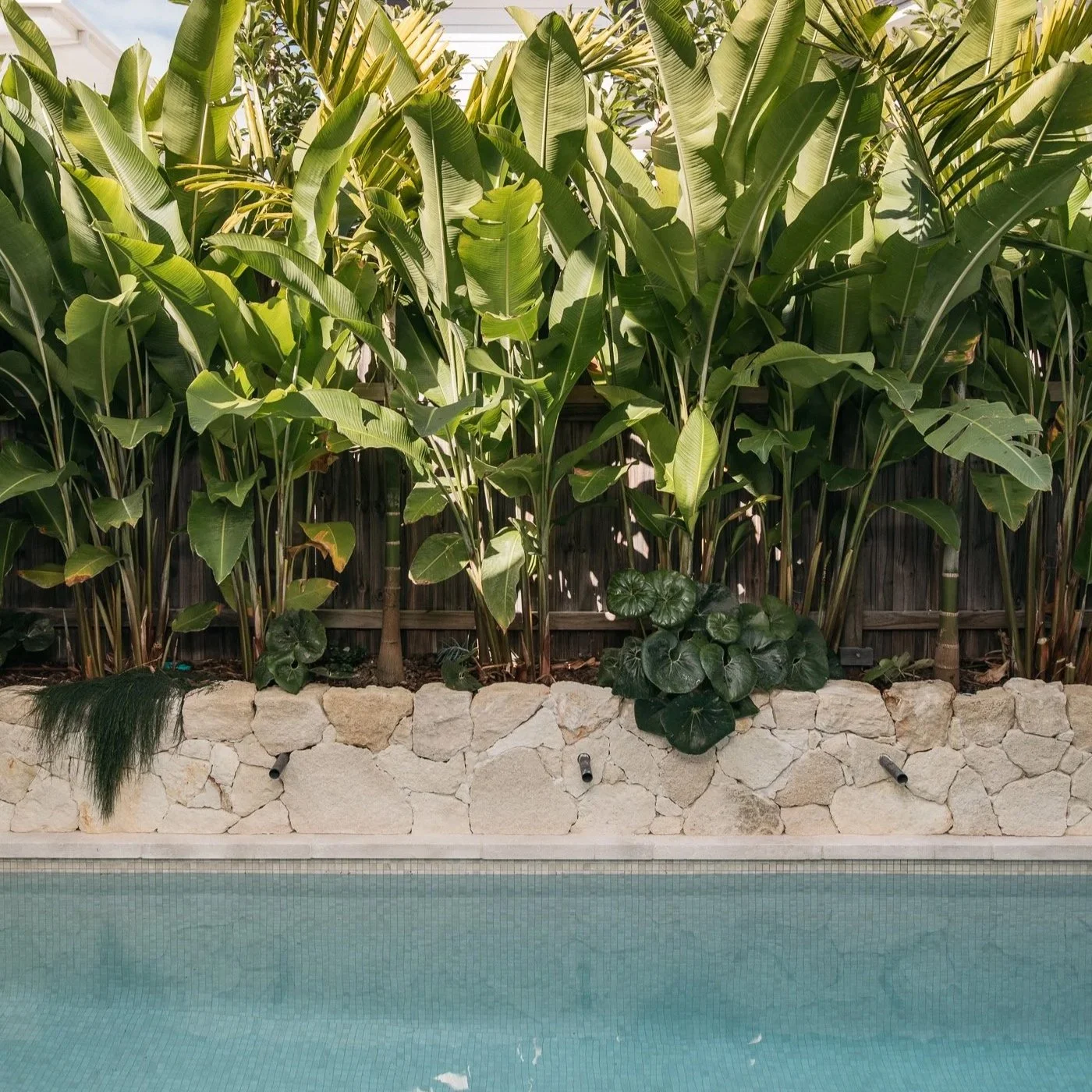 A swimming pool with blue water, bordered by a stone wall. Behind the wall, dense tropical plants, including large banana leaves and round, dark green plants, grow against a wooden fence.