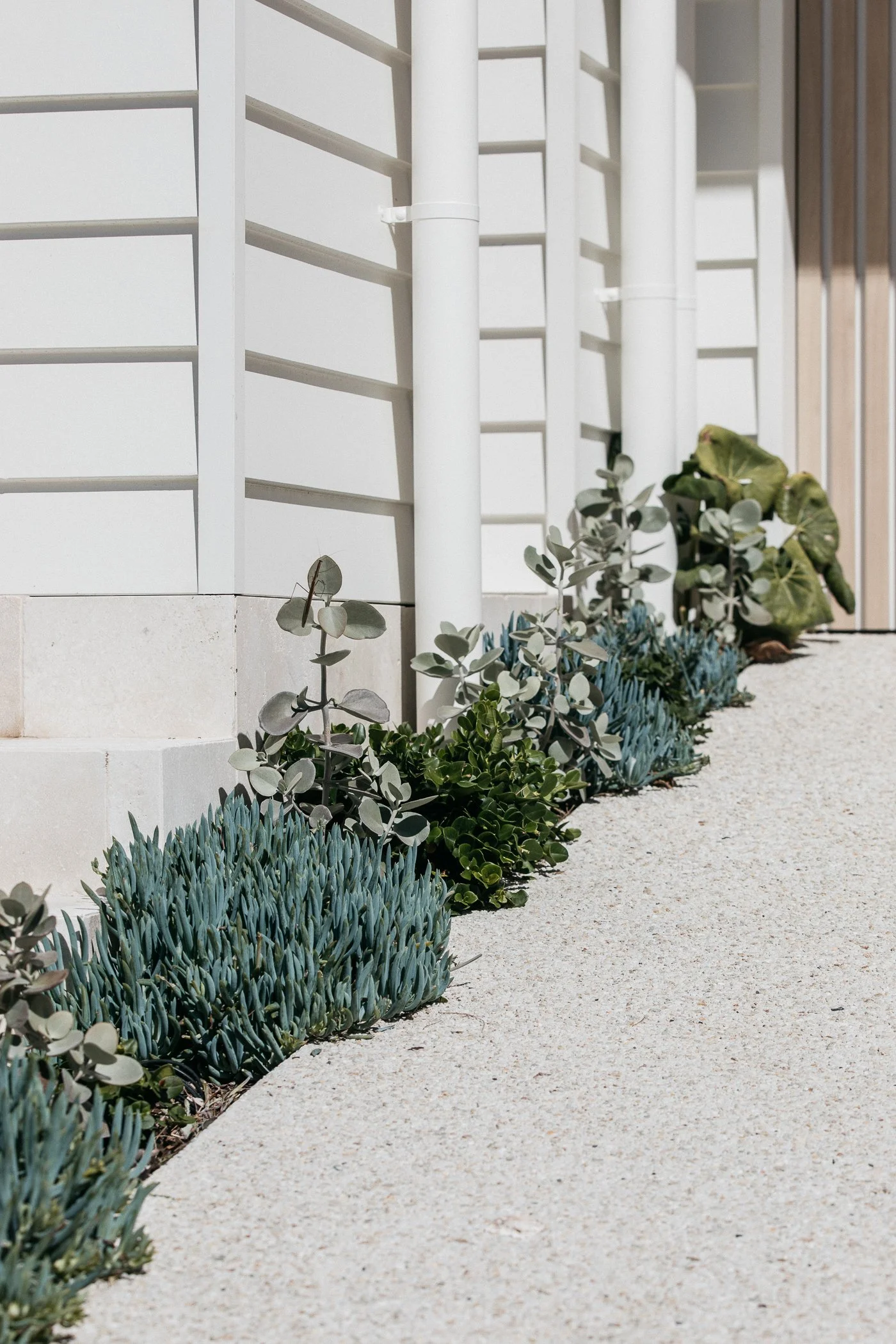 A concrete sidewalk next to a bed of green and blue succulents and other plants, with a white wall and vertical railing behind.