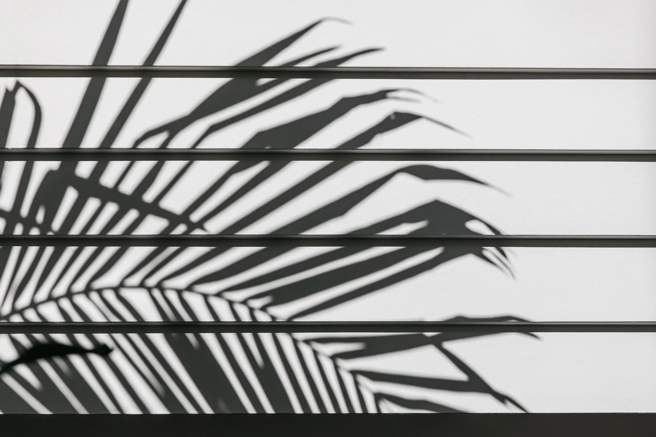 Shadows of a plant cast on a window blind or slats, creating a striped pattern on a light background.