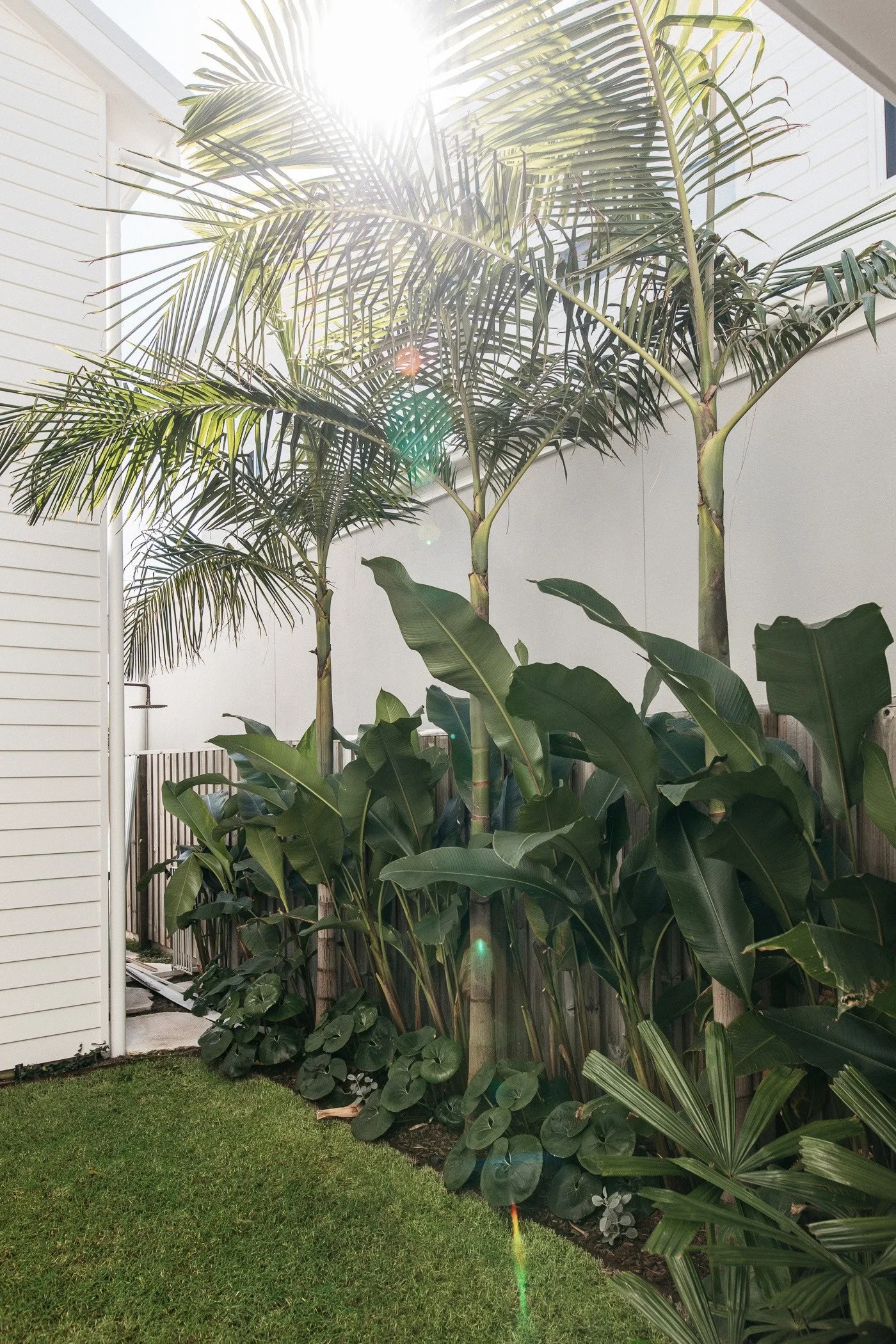 Tropical plants along a fence with bright sunlight and lens flare, featuring palm and banana leaves, next to a grassy yard and white siding house.