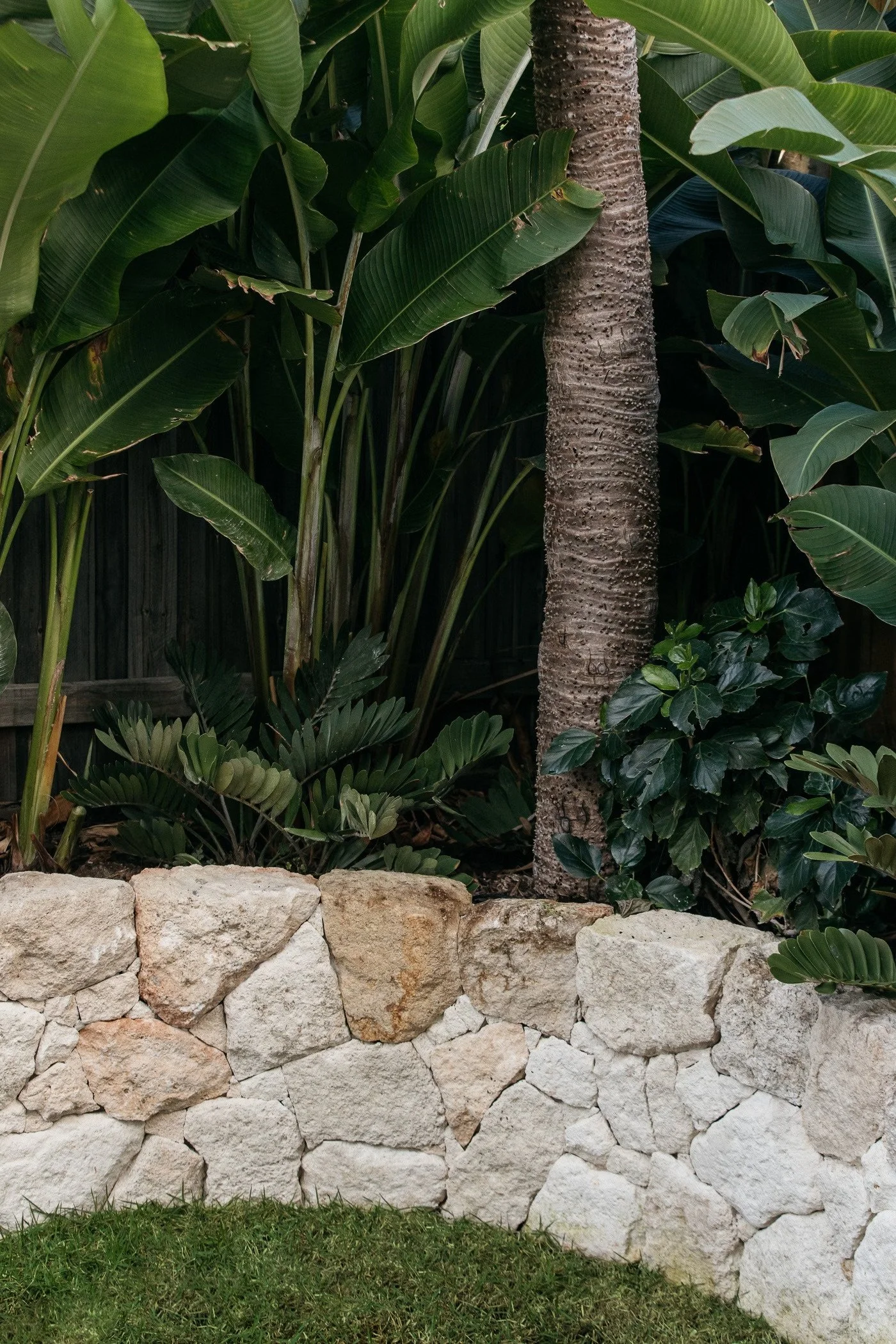 A garden scene featuring a stone wall at the bottom, with green grass in front, and lush tropical plants with large green leaves behind the wall. A tall plant with a textured trunk is also visible.