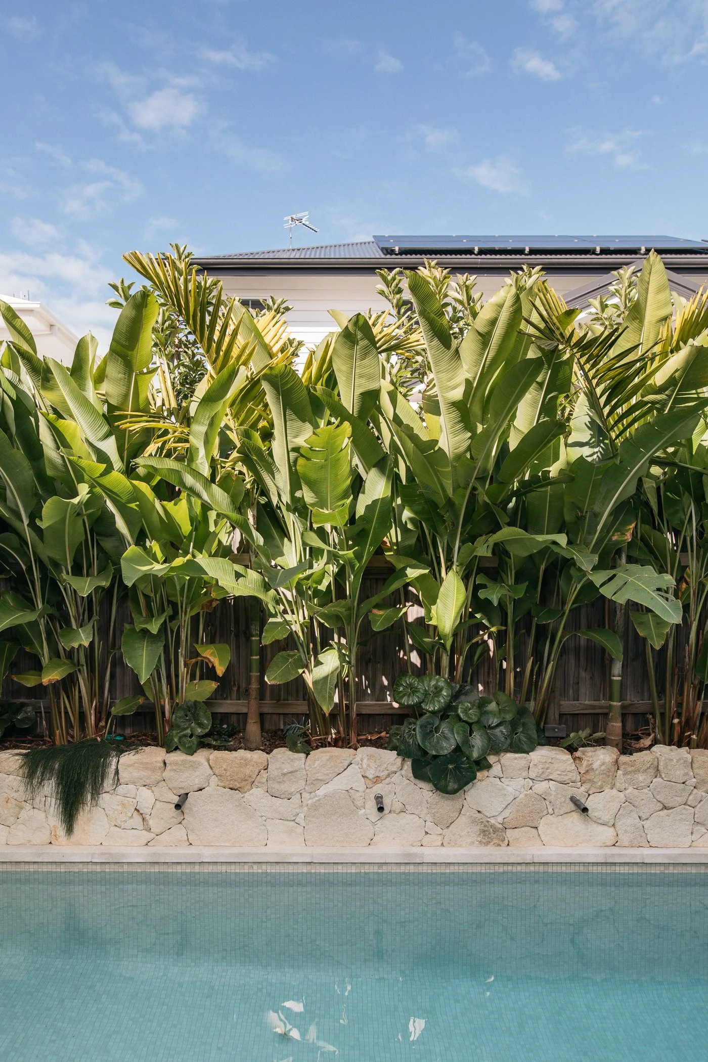 A swimming pool with light blue water, bordered by a stone wall and lush green plants behind it, with a fence in the background and a house with a metal roof and solar panels above.