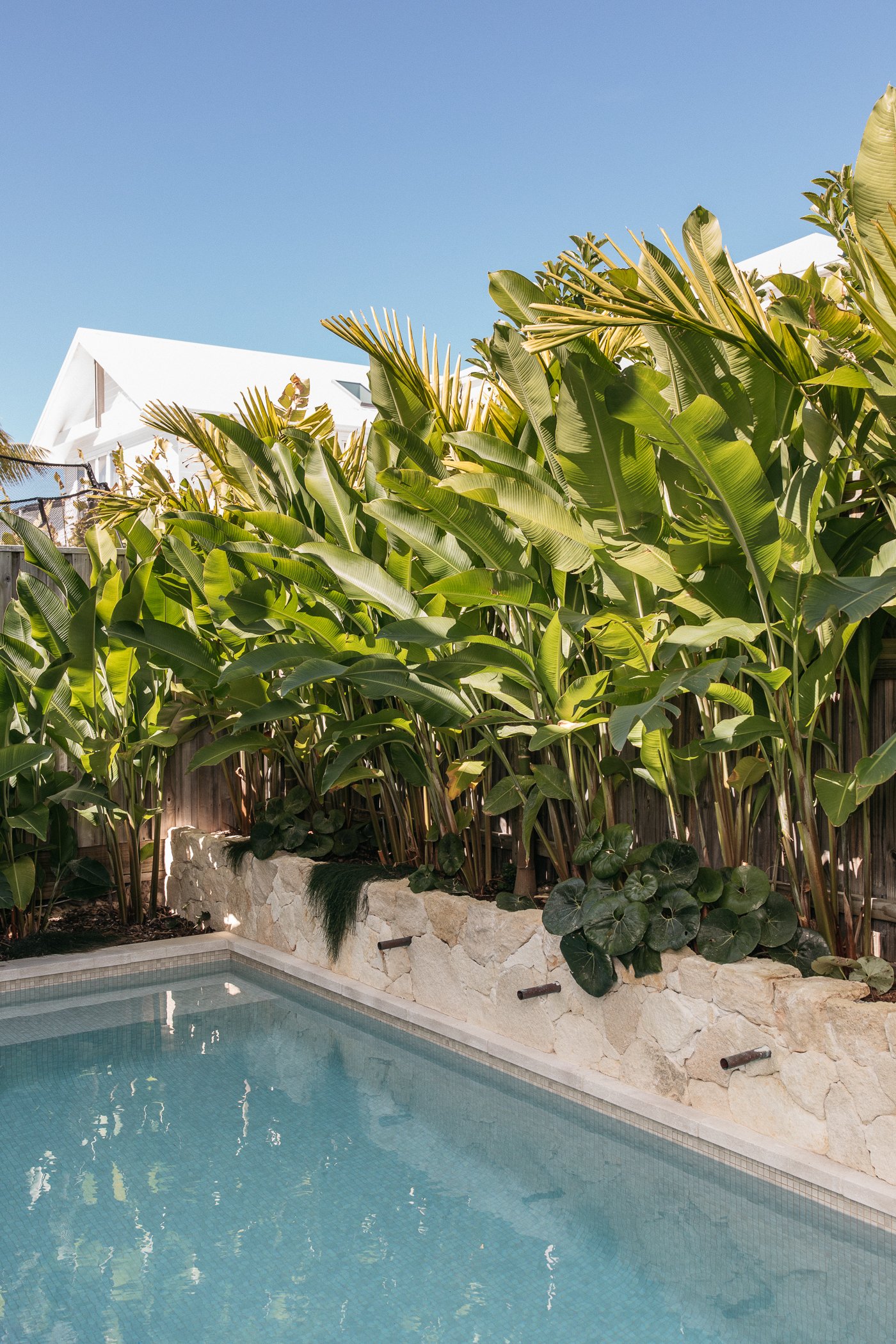 Backyard with a swimming pool, stone wall, lush green tropical plants, and a white house with a sloped roof under a clear blue sky.