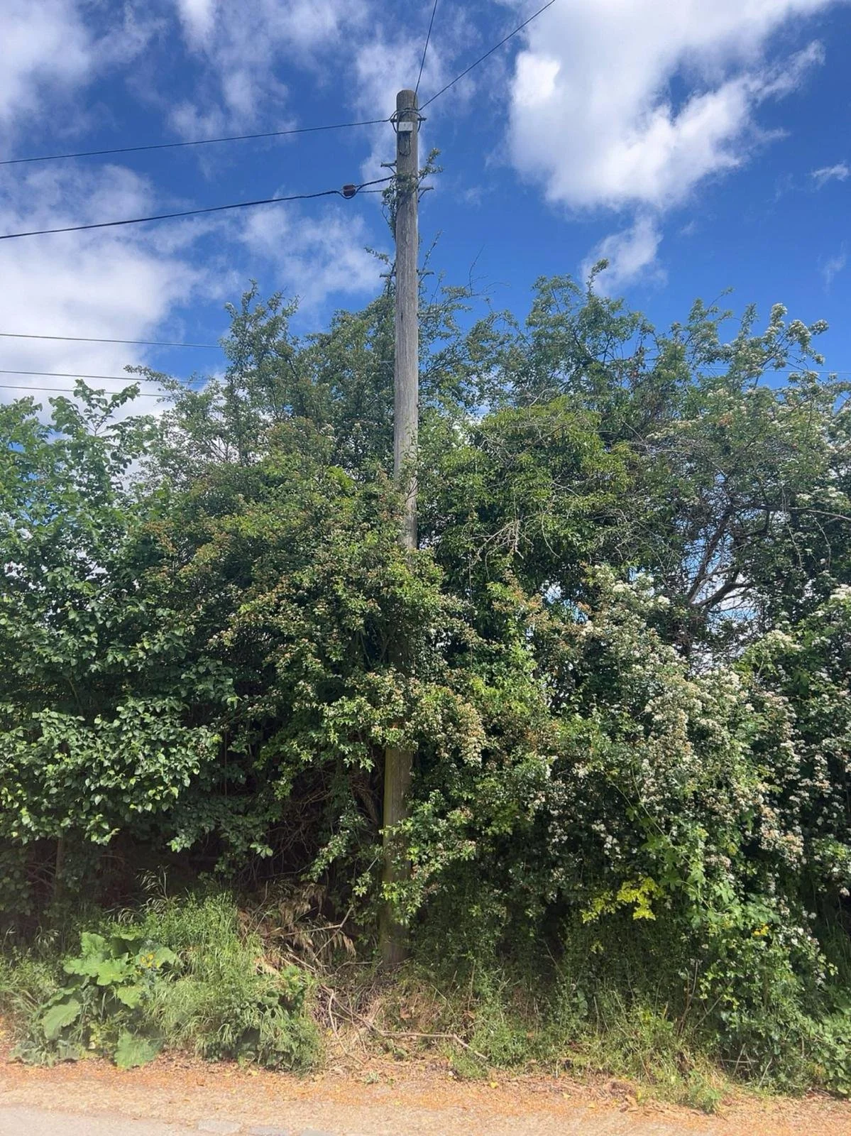 A utility pole with wires stands in front of dense green bushes and trees, under a partly cloudy blue sky.