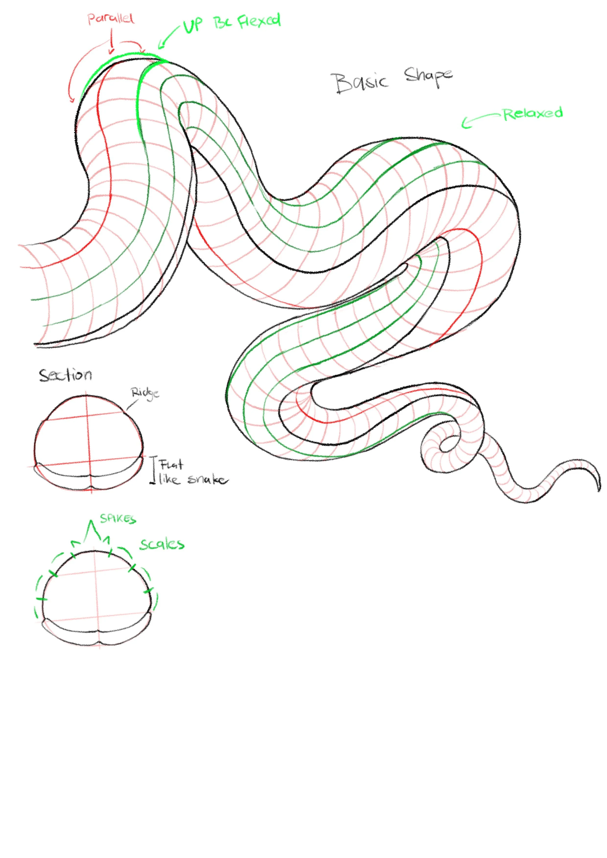 Diagram of a snake's basic shape with annotations describing its posture, such as 'parallel,' 'up be flexed,' 'relaxed,' and showing crossing patterns with red and green lines indicating different features.