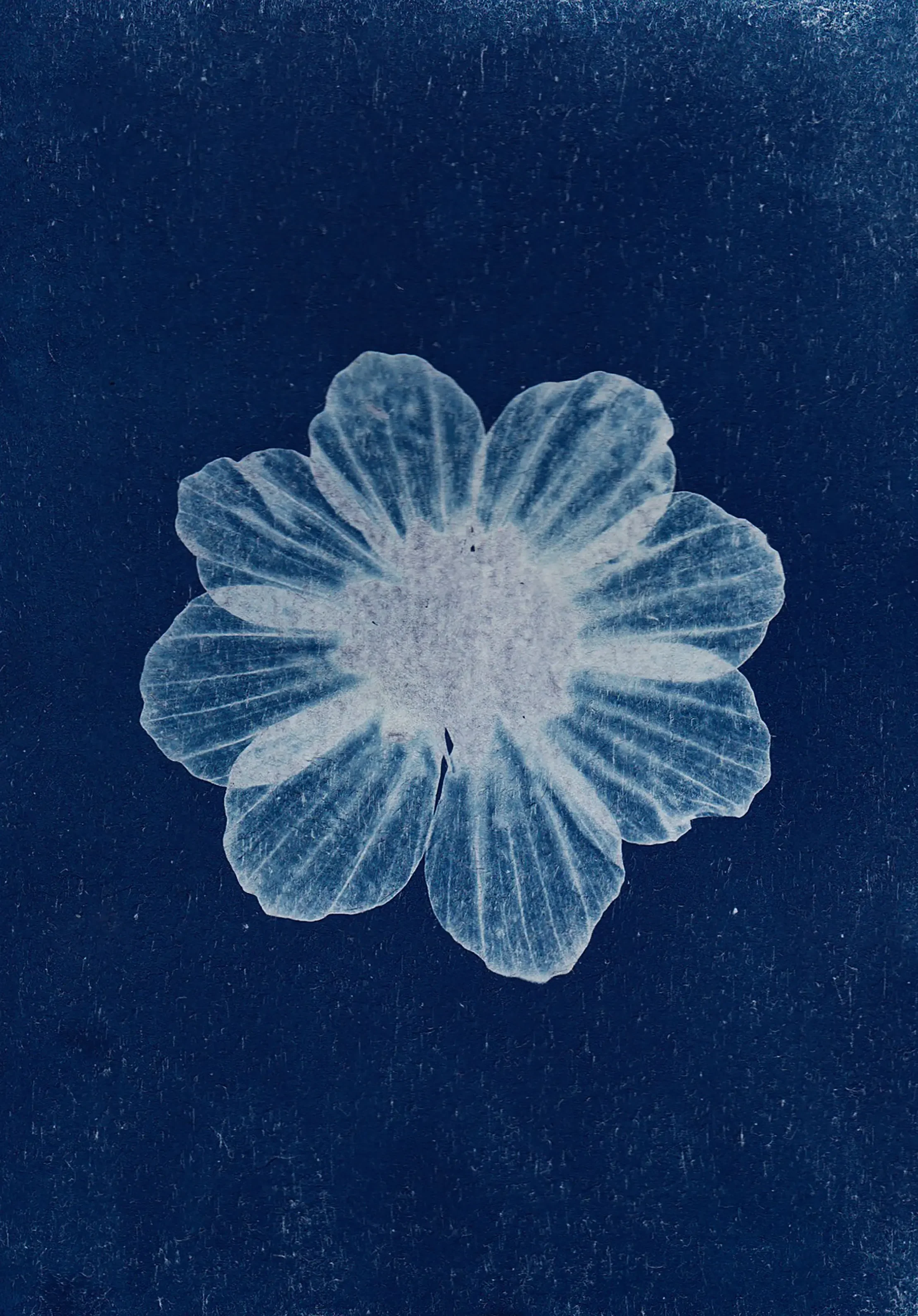 Una flor en color claro sobre fondo azul oscuro