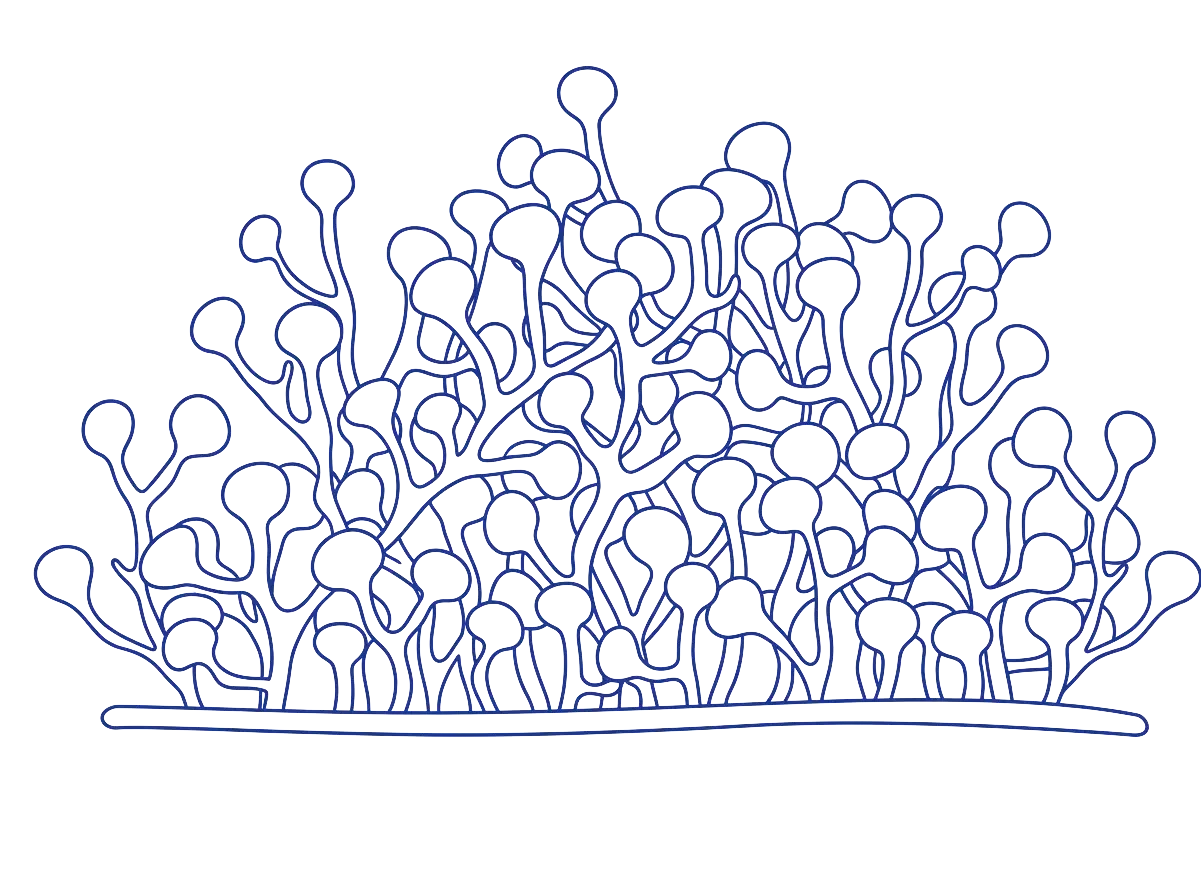 Ilustración en líneas de color azul de Caulerpa lentillifera, un alga marina con estructuras ramificadas y pequeñas esferas en los extremos.