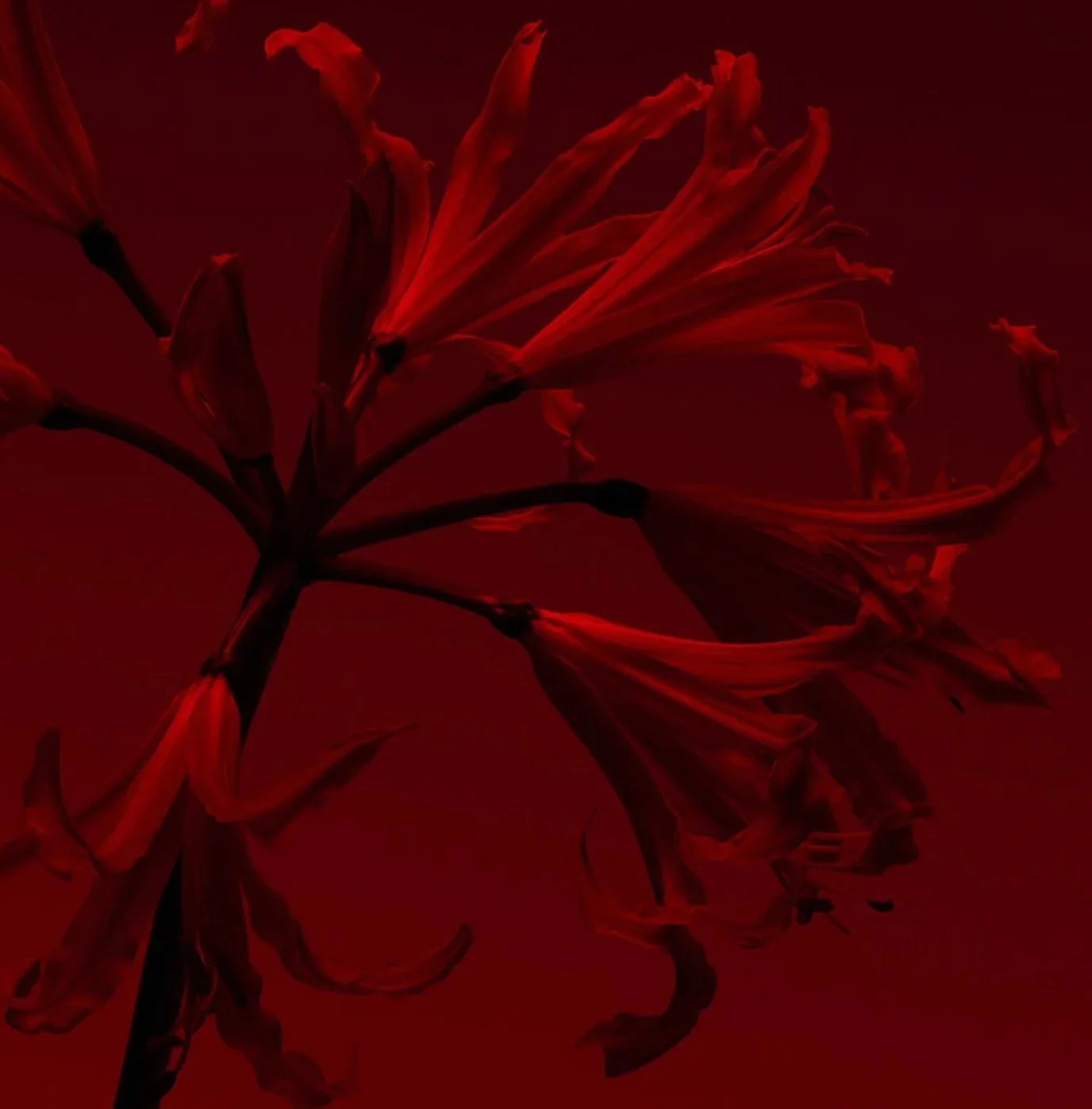 A close-up photo of red flowers against a dark red background.